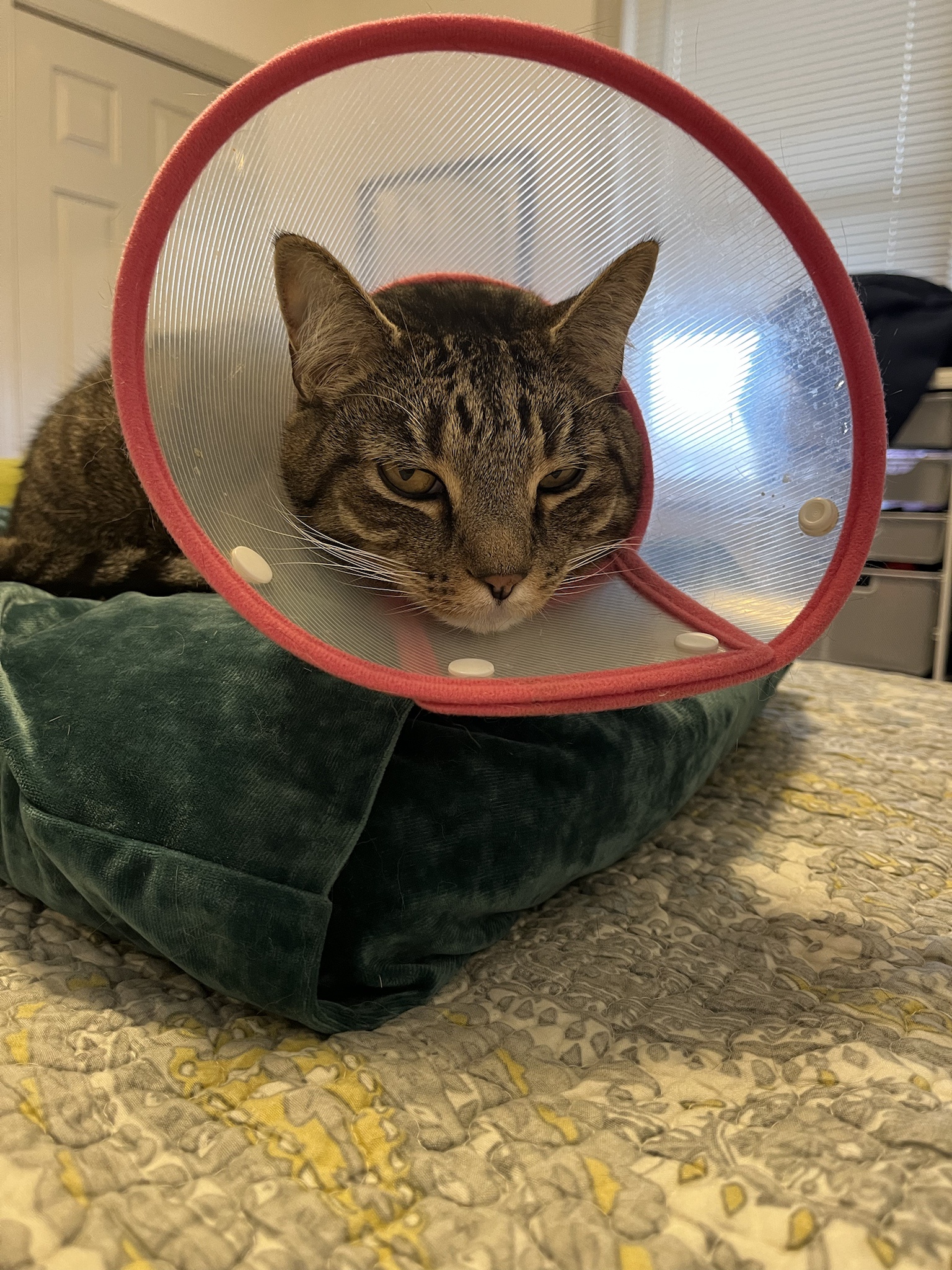 The Infamous Cone of Shame: A Pet's Tale