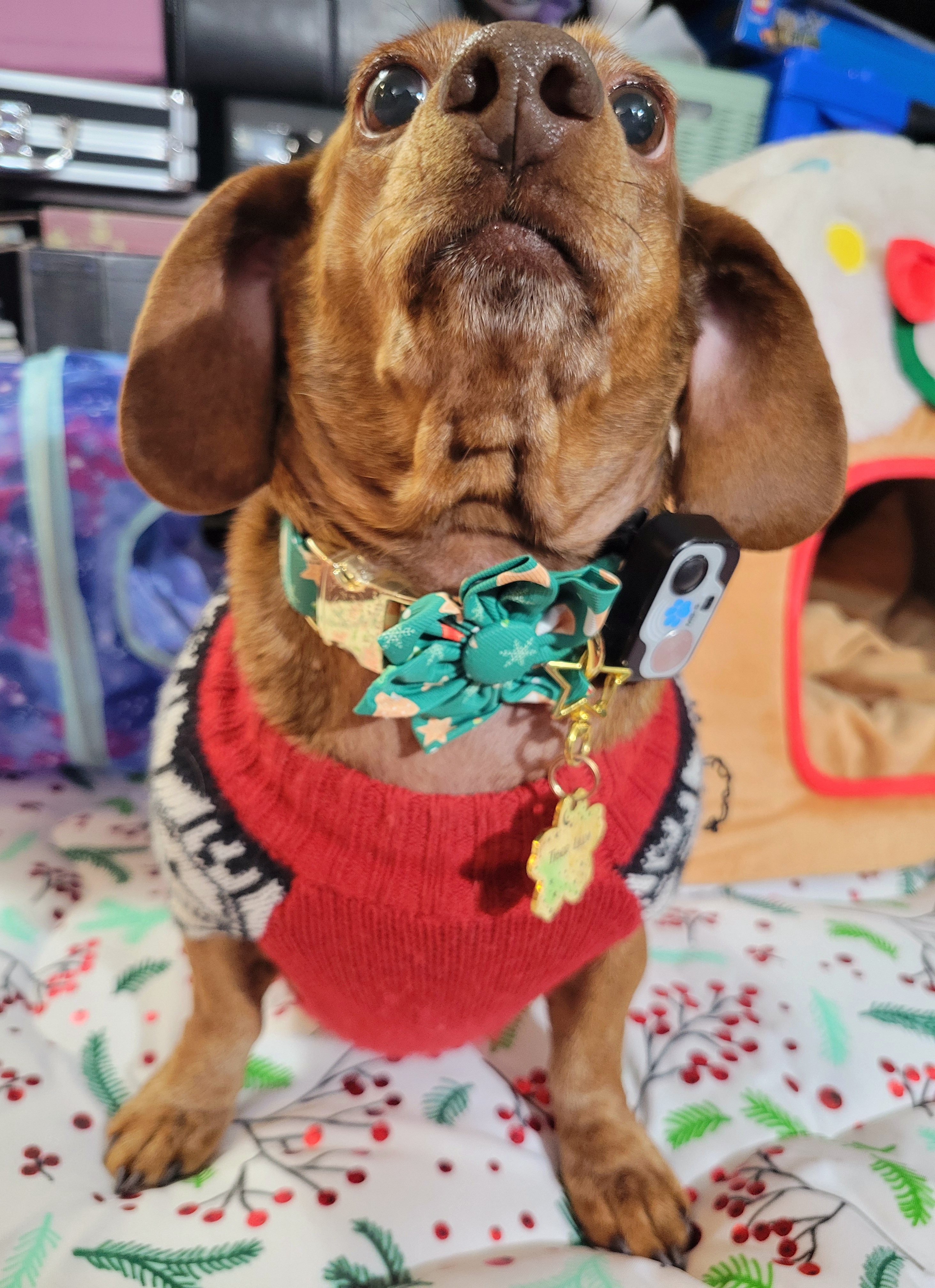 Meet My Adorable Pup, Tiger Lilly #725