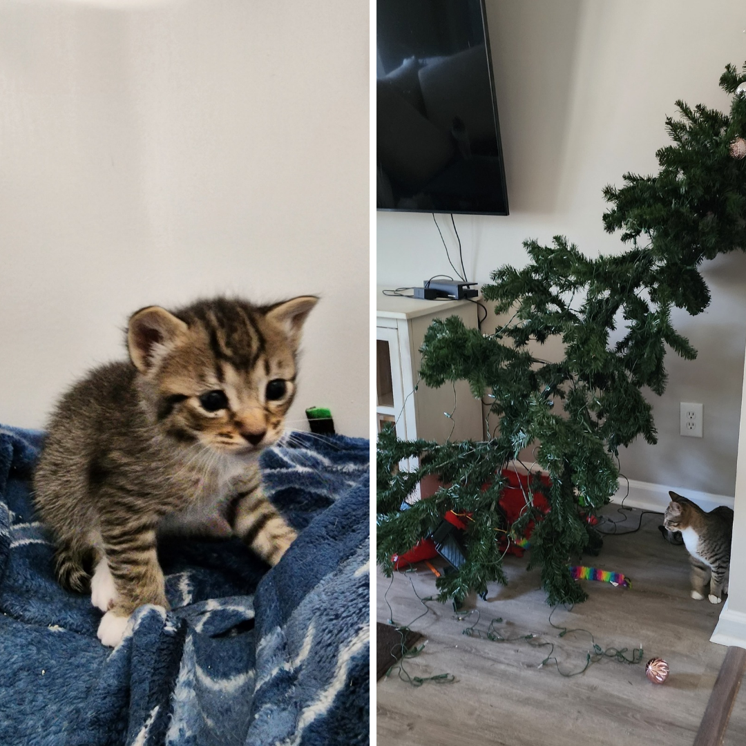 The Journey: From Beginning to Now