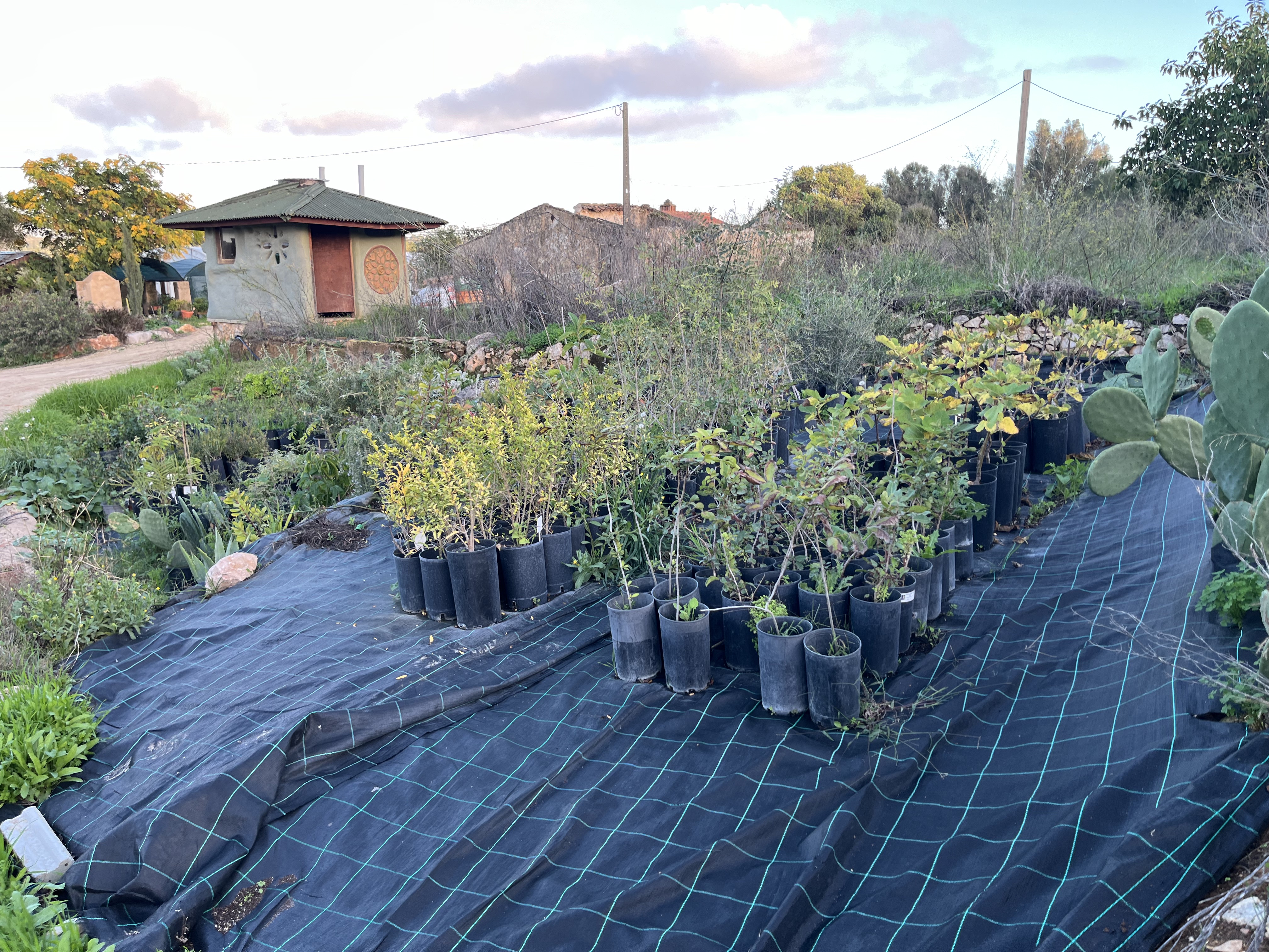 VdL Tree Nursery: Mark Your Calendar for November 5, 2024