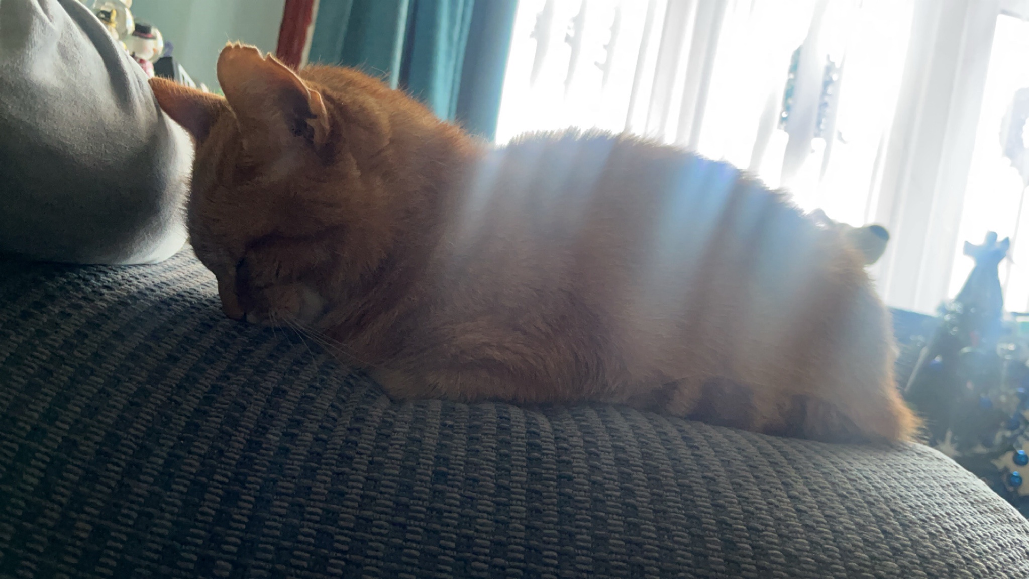Meet the adorable sleepy loaf, stealing hearts everywhere! <3