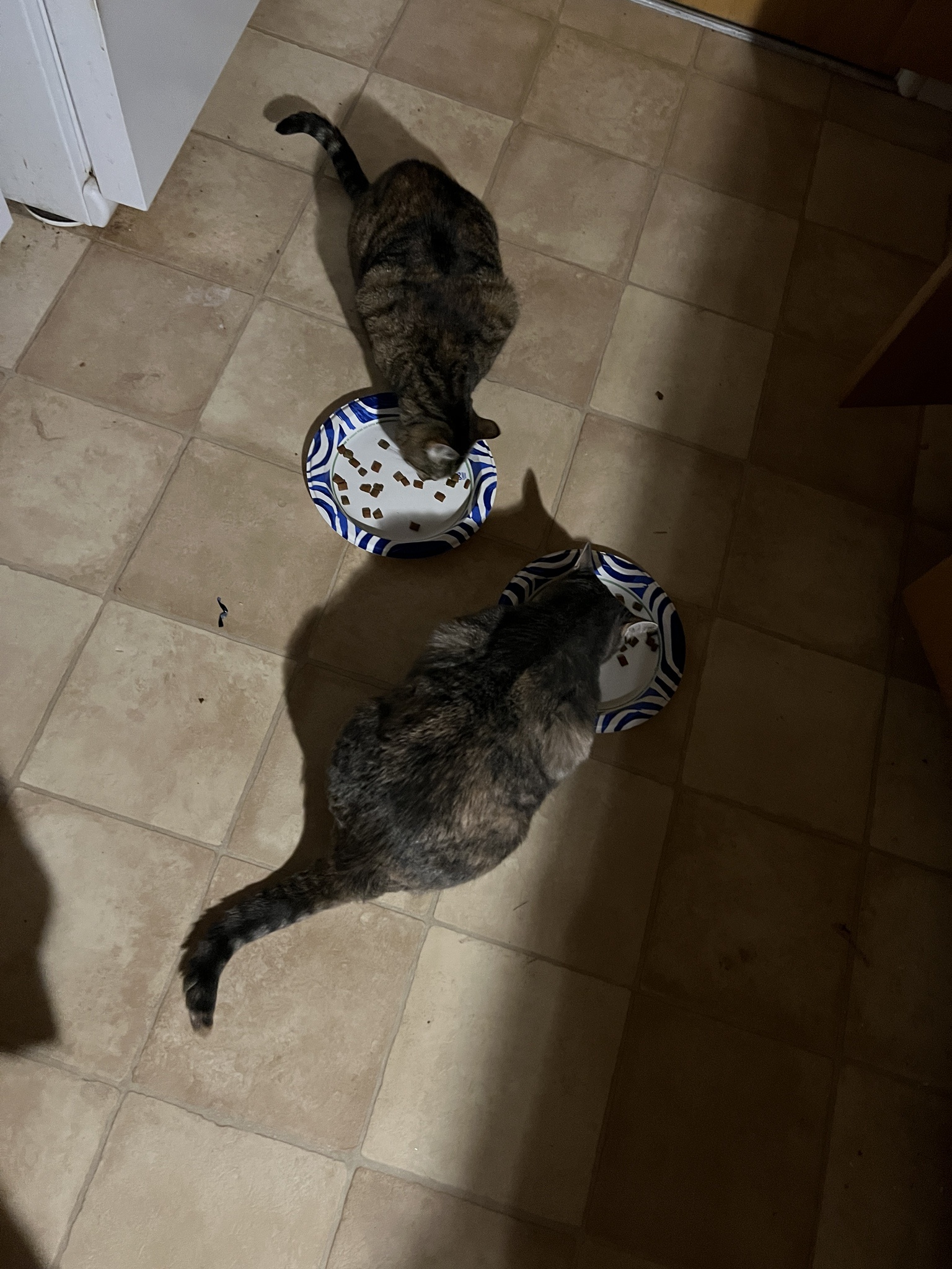 Daily Dose of Cat Cuteness to Brighten Your Day