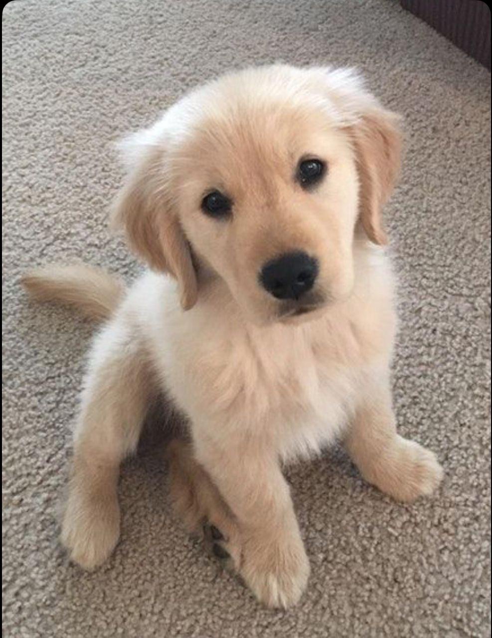 Looking for serious name suggestions for my male golden retriever—any ideas?