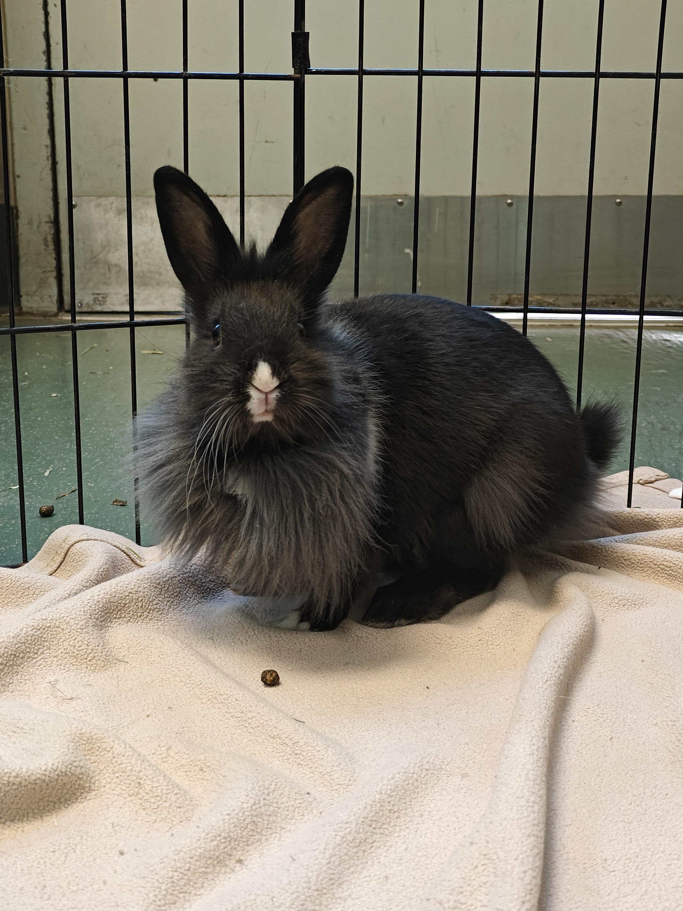 Meet our adorable rabbit friends at the shelter this week!