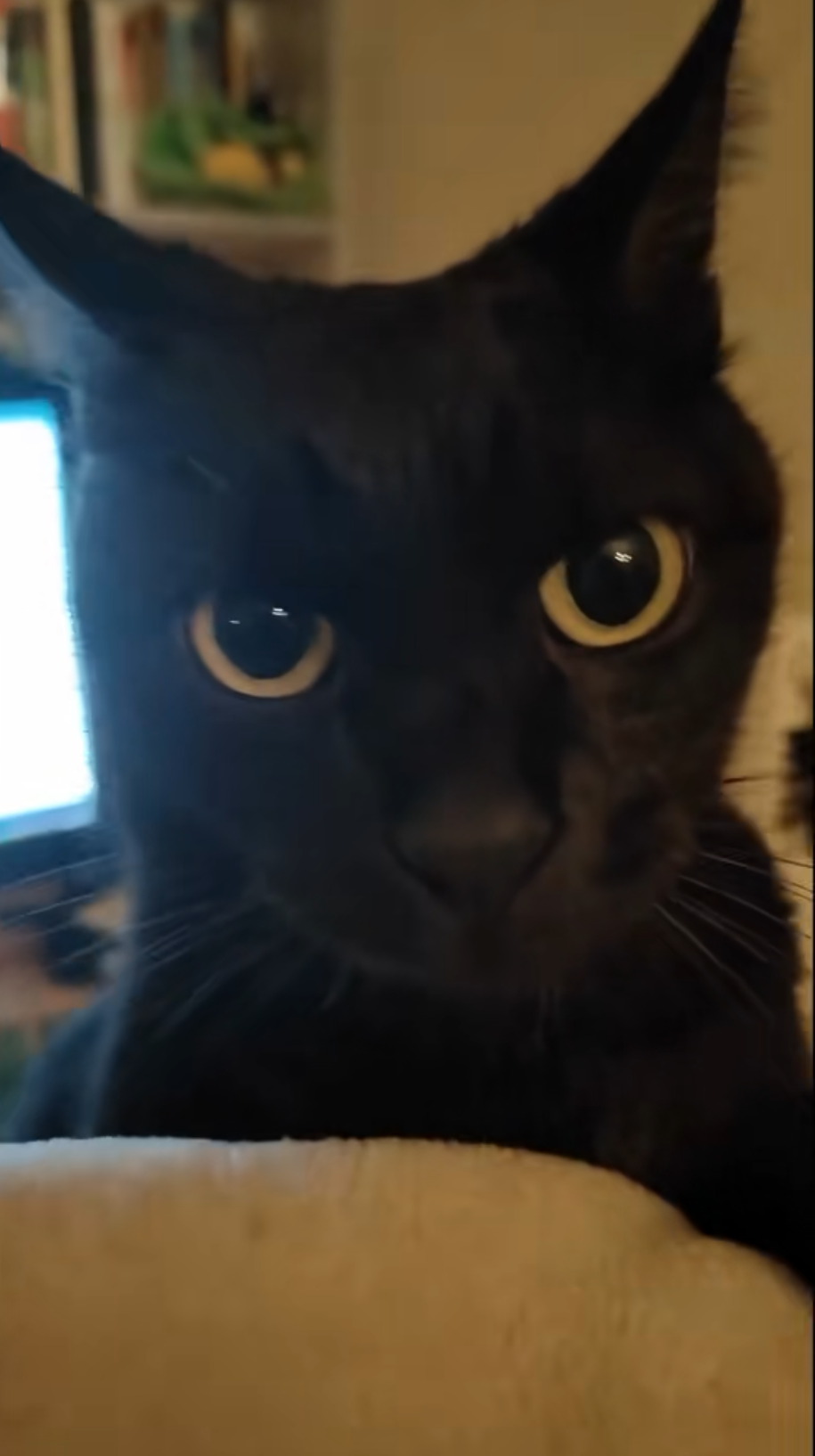 Meet Wewe, the Adorable Cat Star