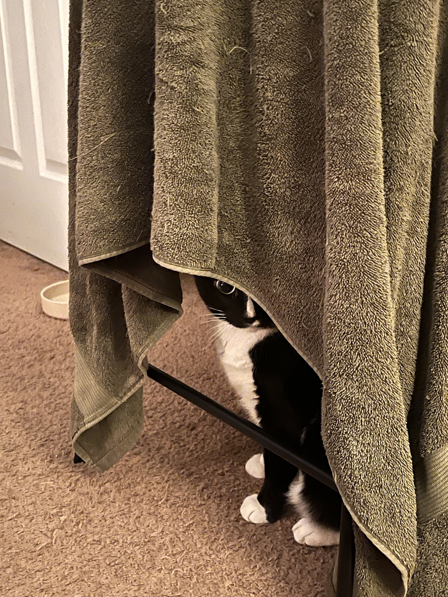 He’s the Batcat: Lurking in the Shadows