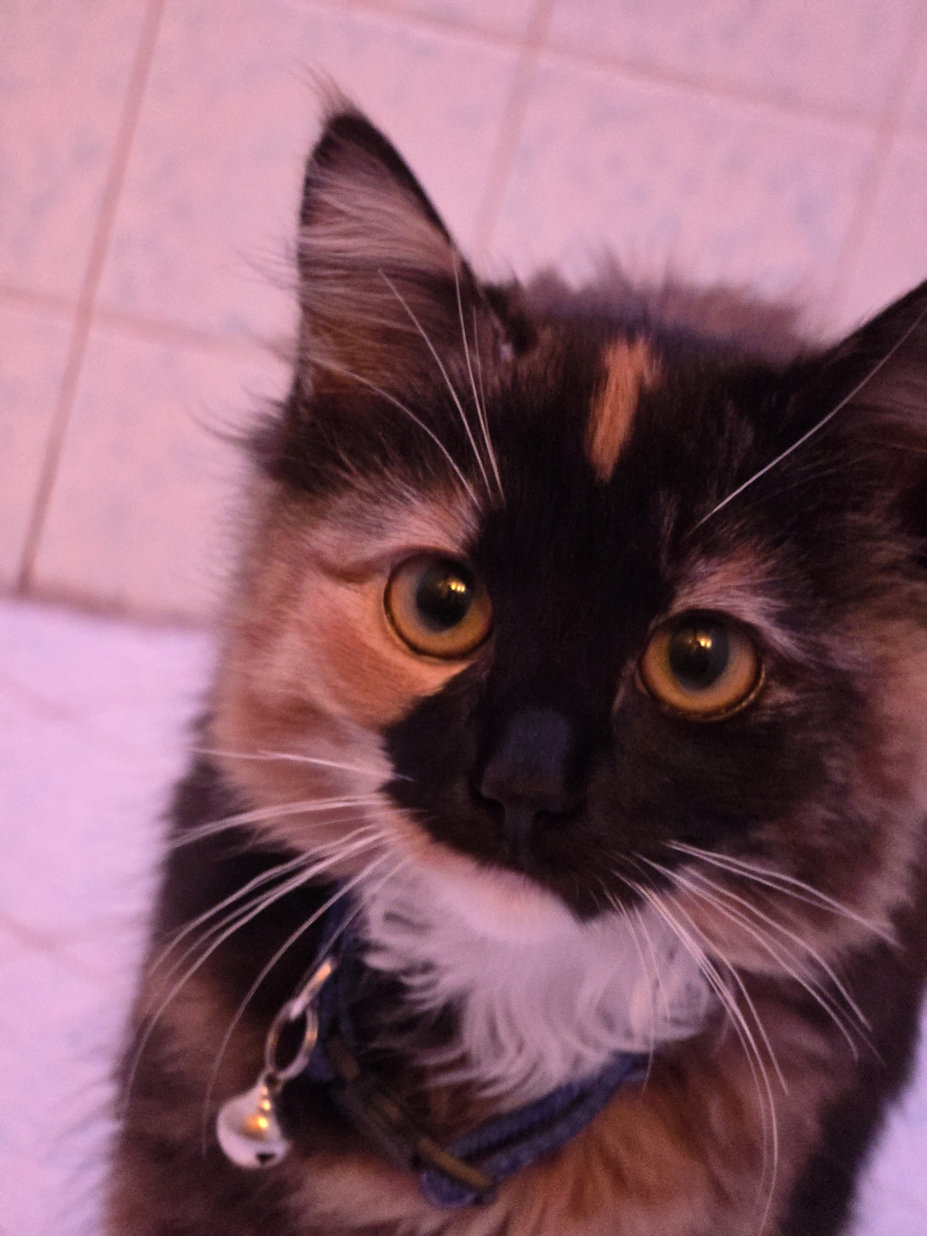 The Cat's Chorus: Meow Meow Meow...