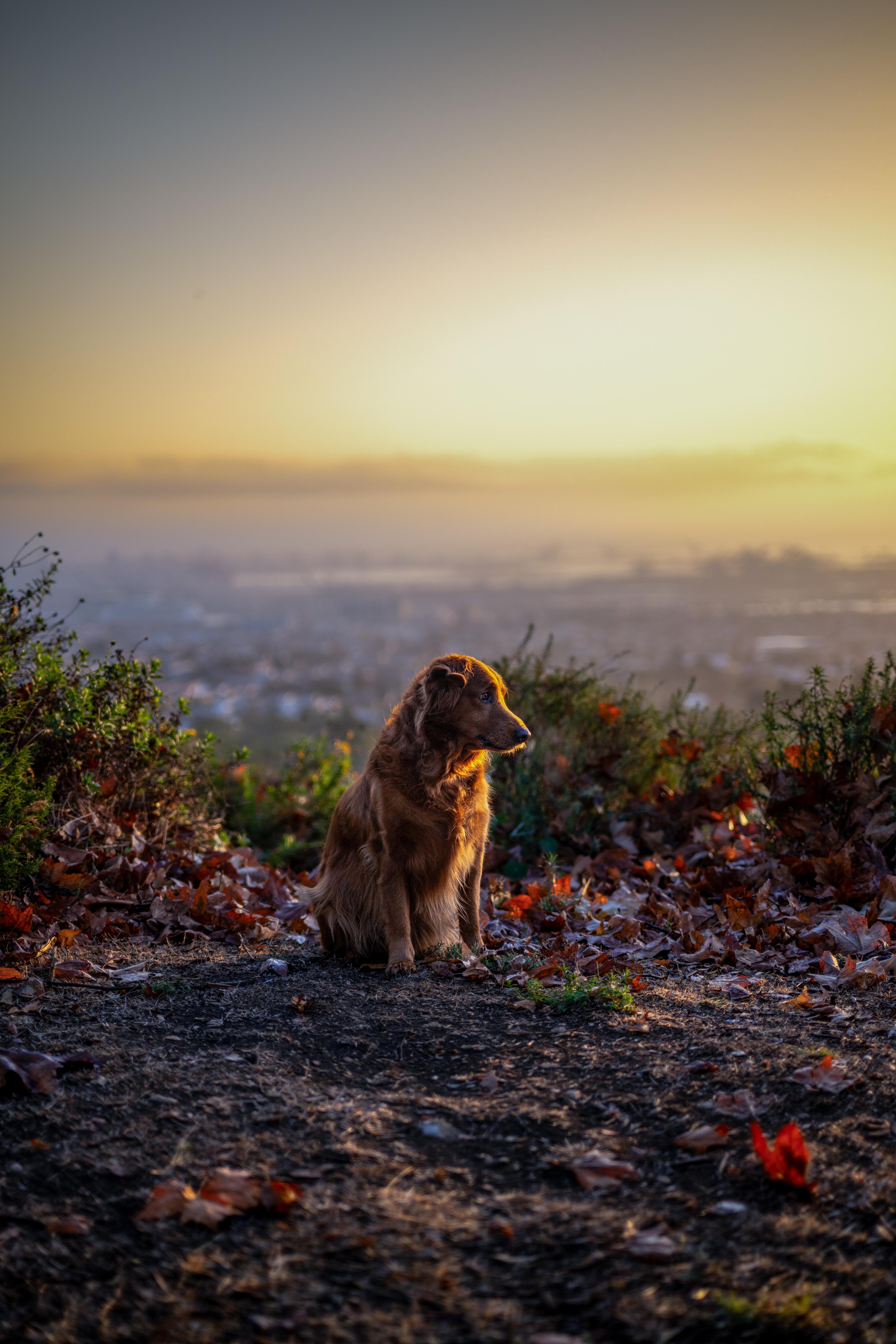 Morning Stroll with My Best Friend
