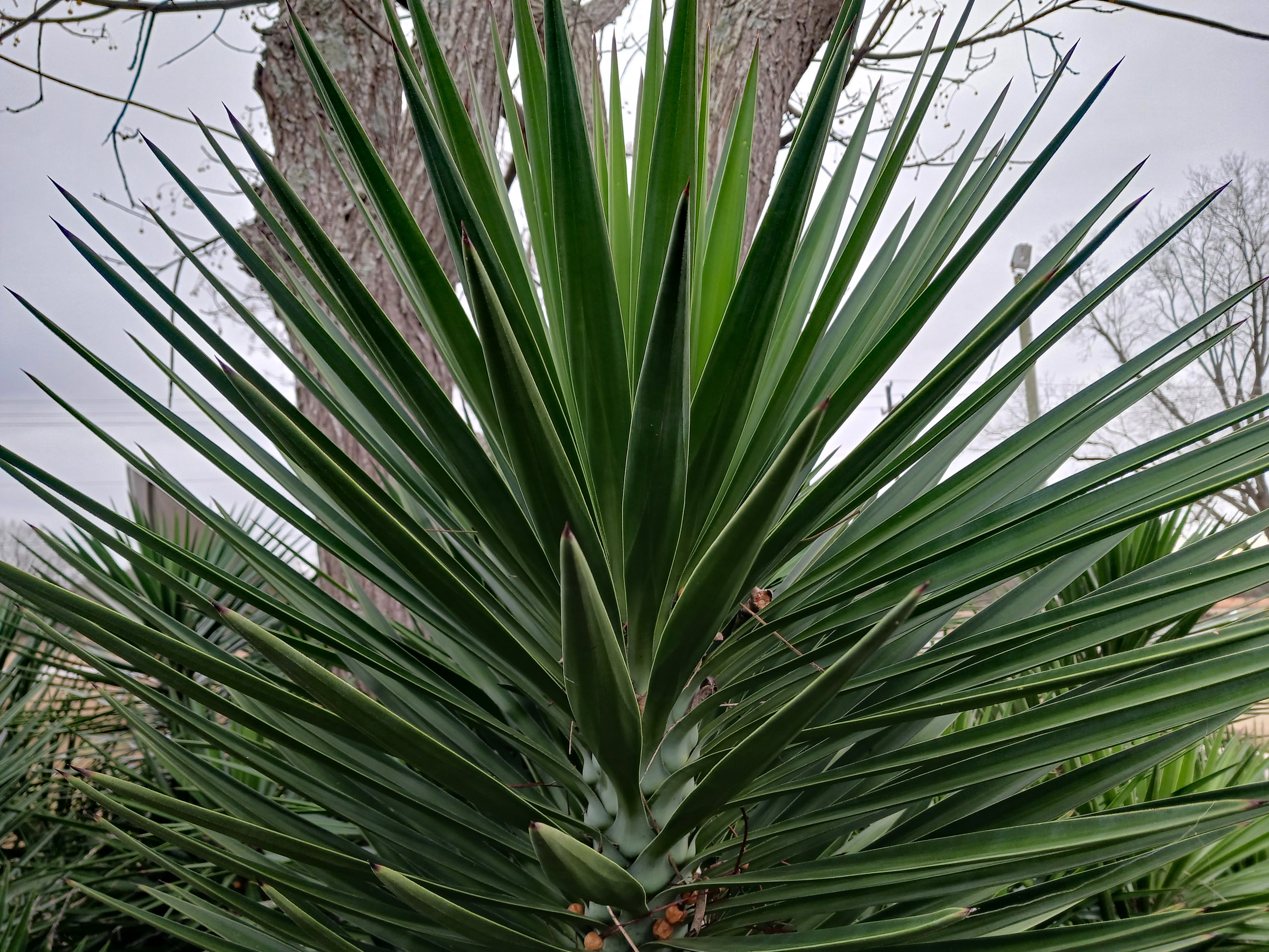 Yucca Plant Vibes