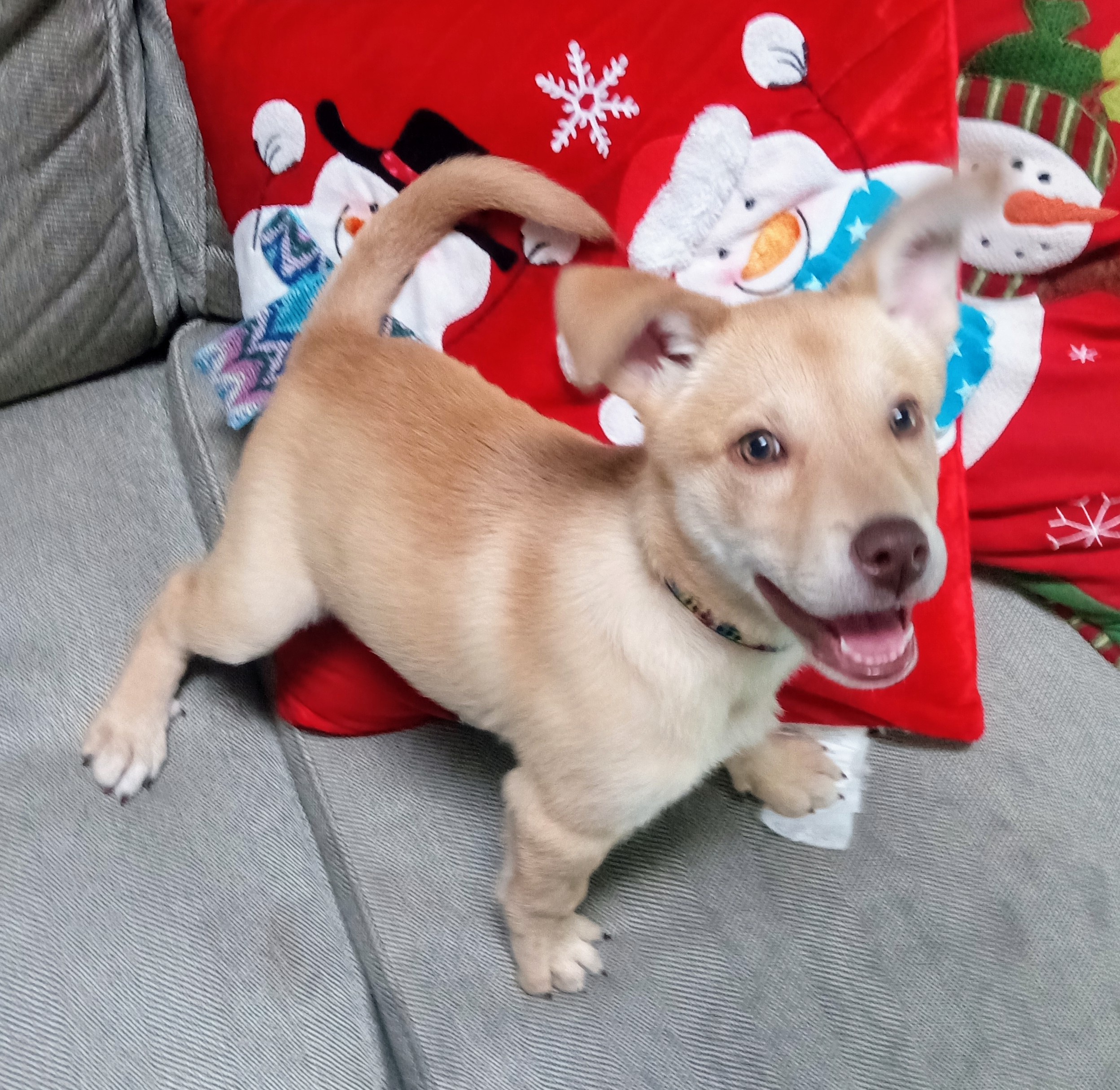 Caring for this Adorable Little Cutie Patootie This Week!