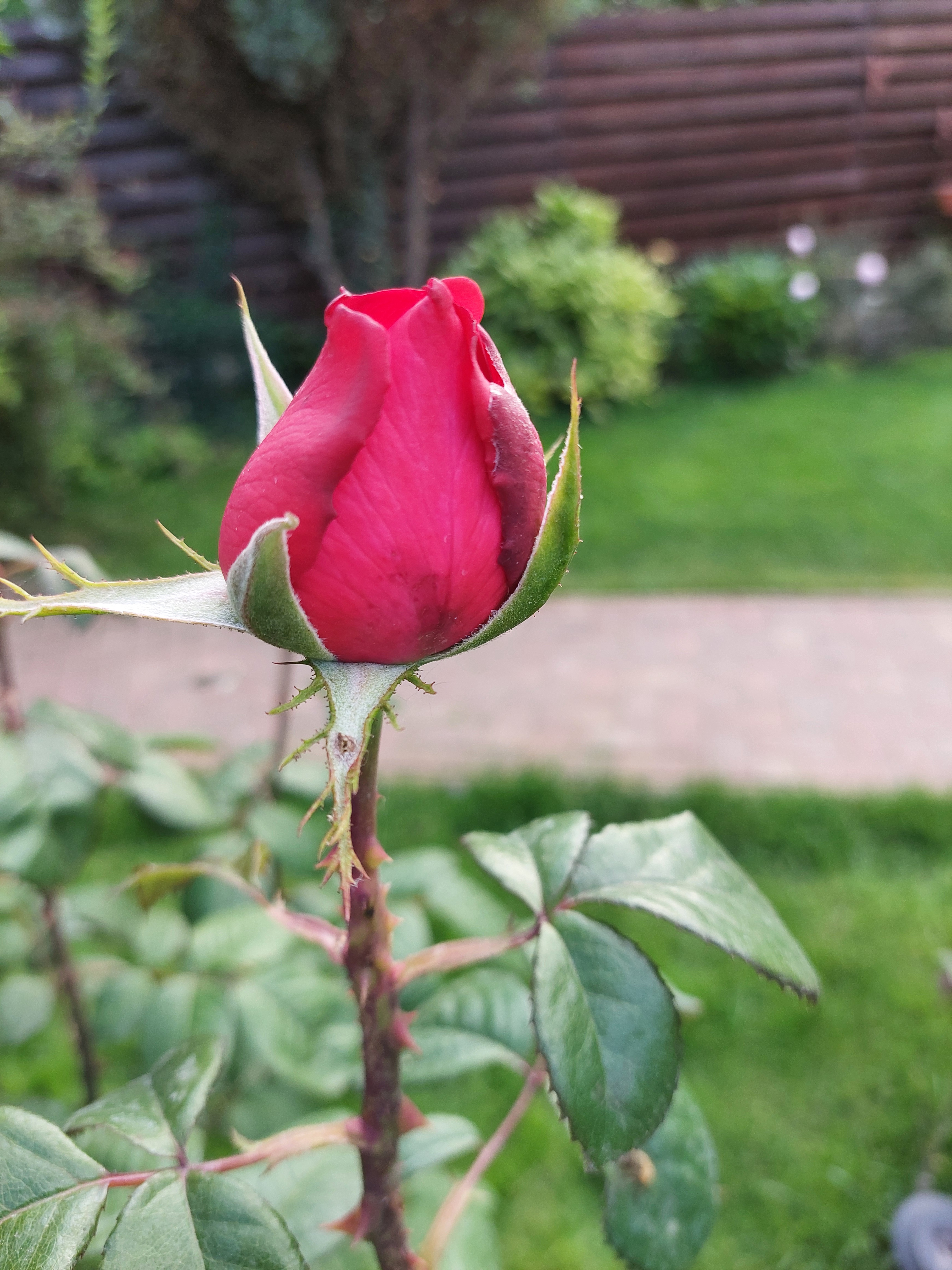 Charming Lil Rose: A Little Beauty in Bloom