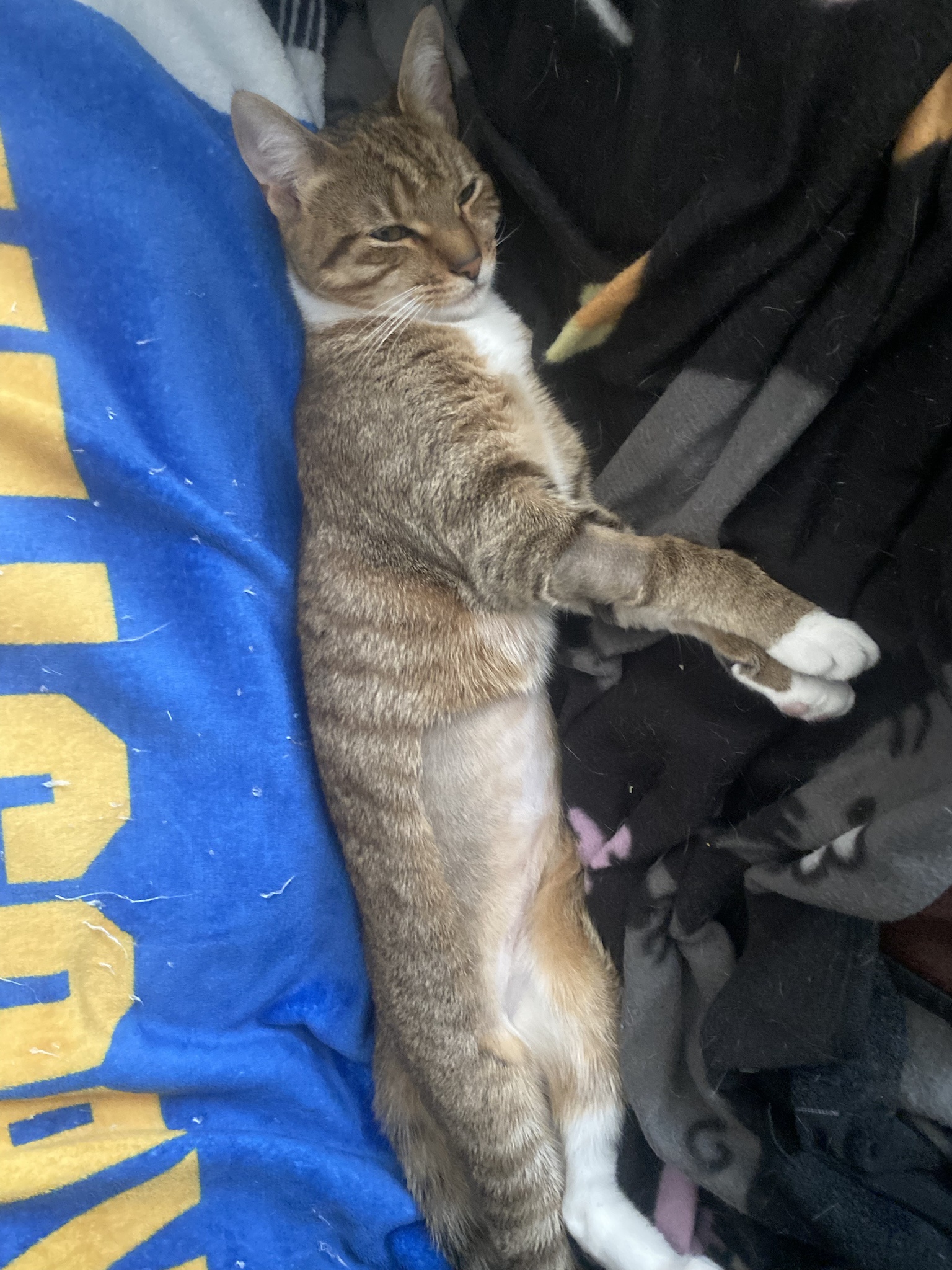 Cozy blanket lounging vibes
