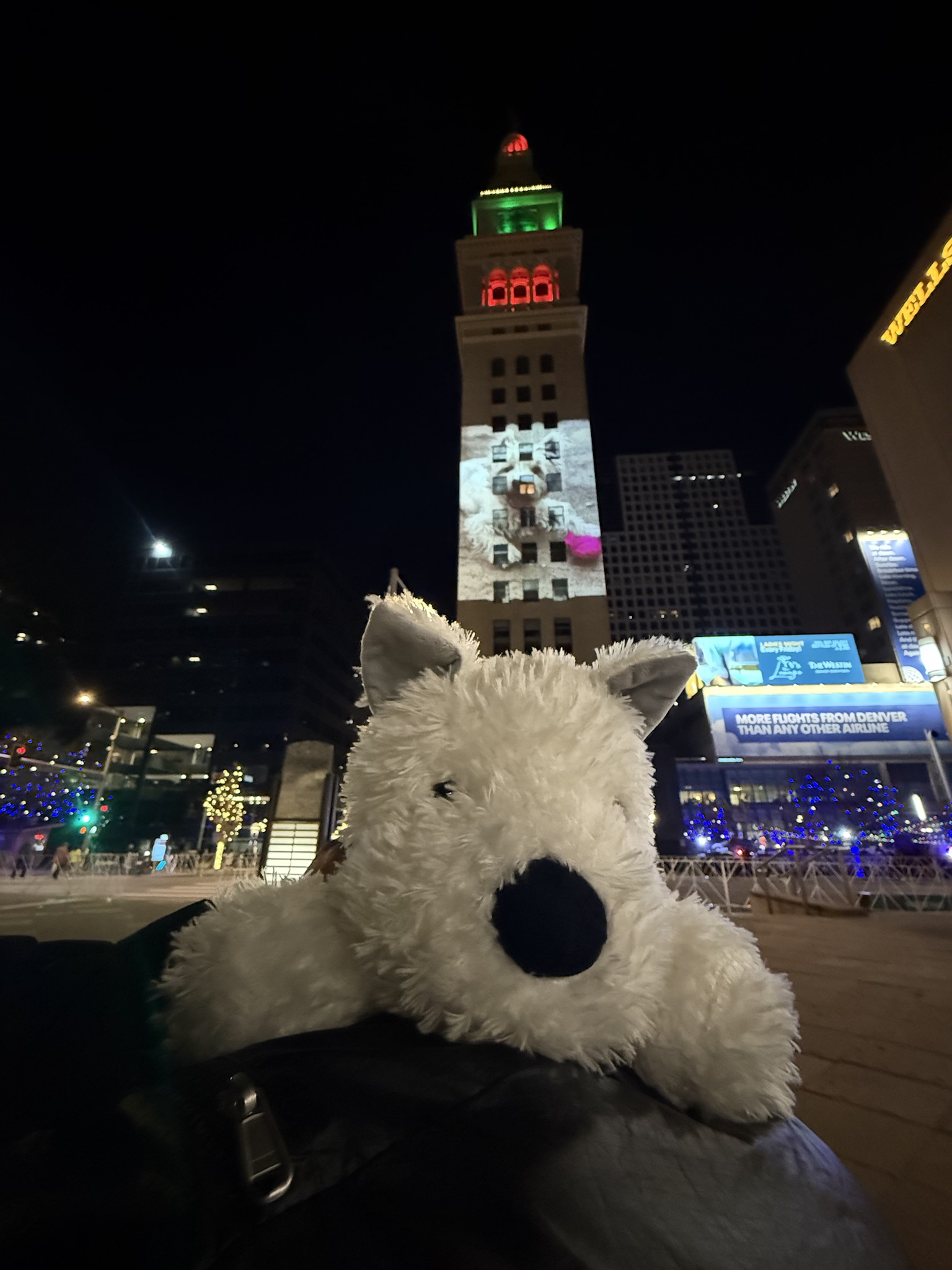Lily poses atop a building in the heart of downtown Denver