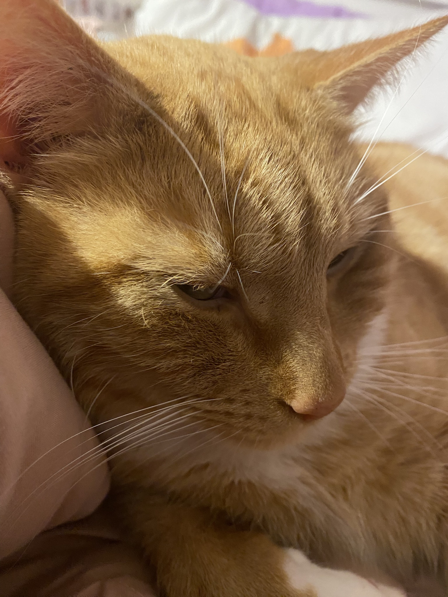 Biscuit’s Daily Snapshot of Adorableness