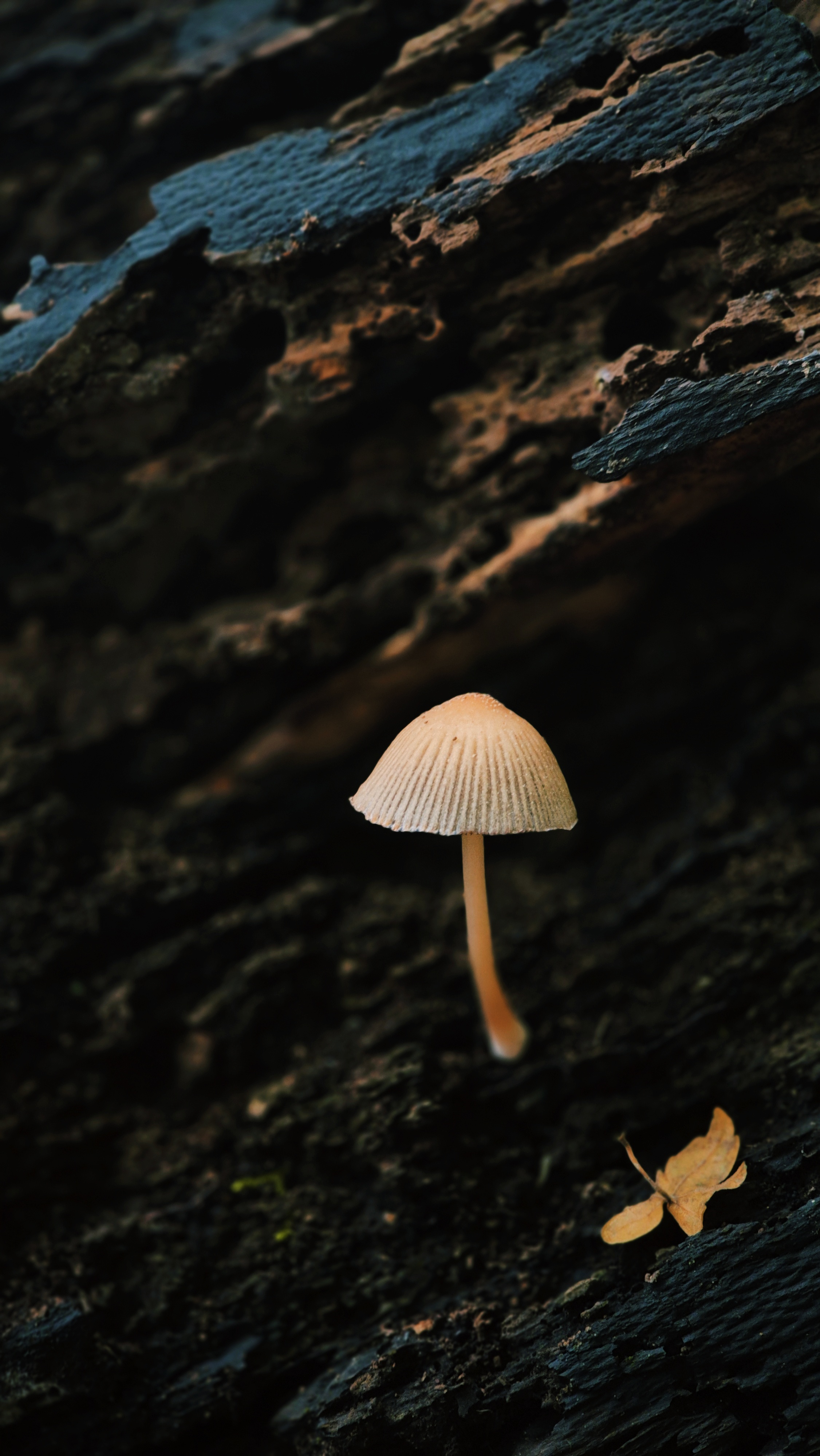 Capturing the beauty of mushrooms through photography