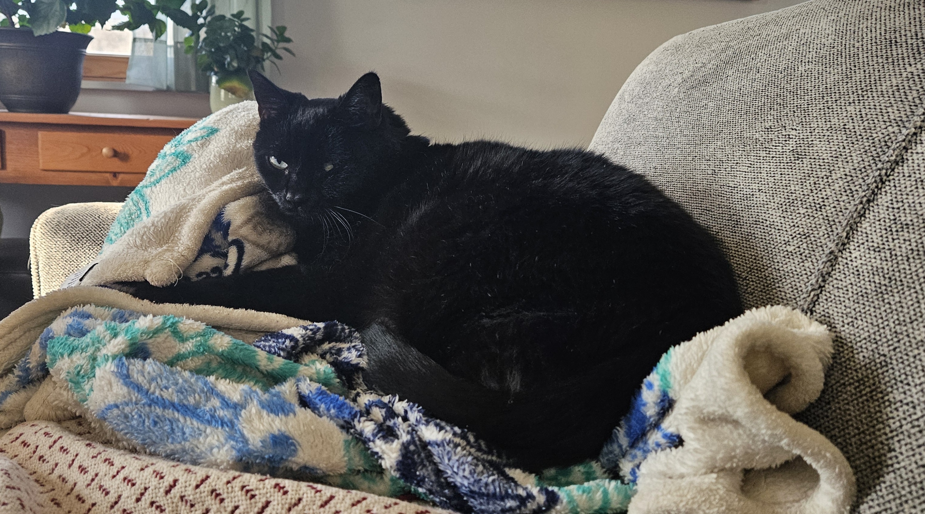 Happy Caturday! Chloe reigns from her cozy throne.