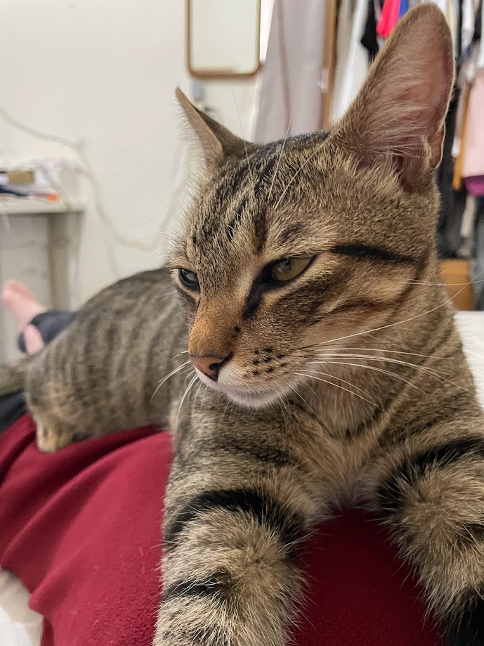Another Cute Cat Moment