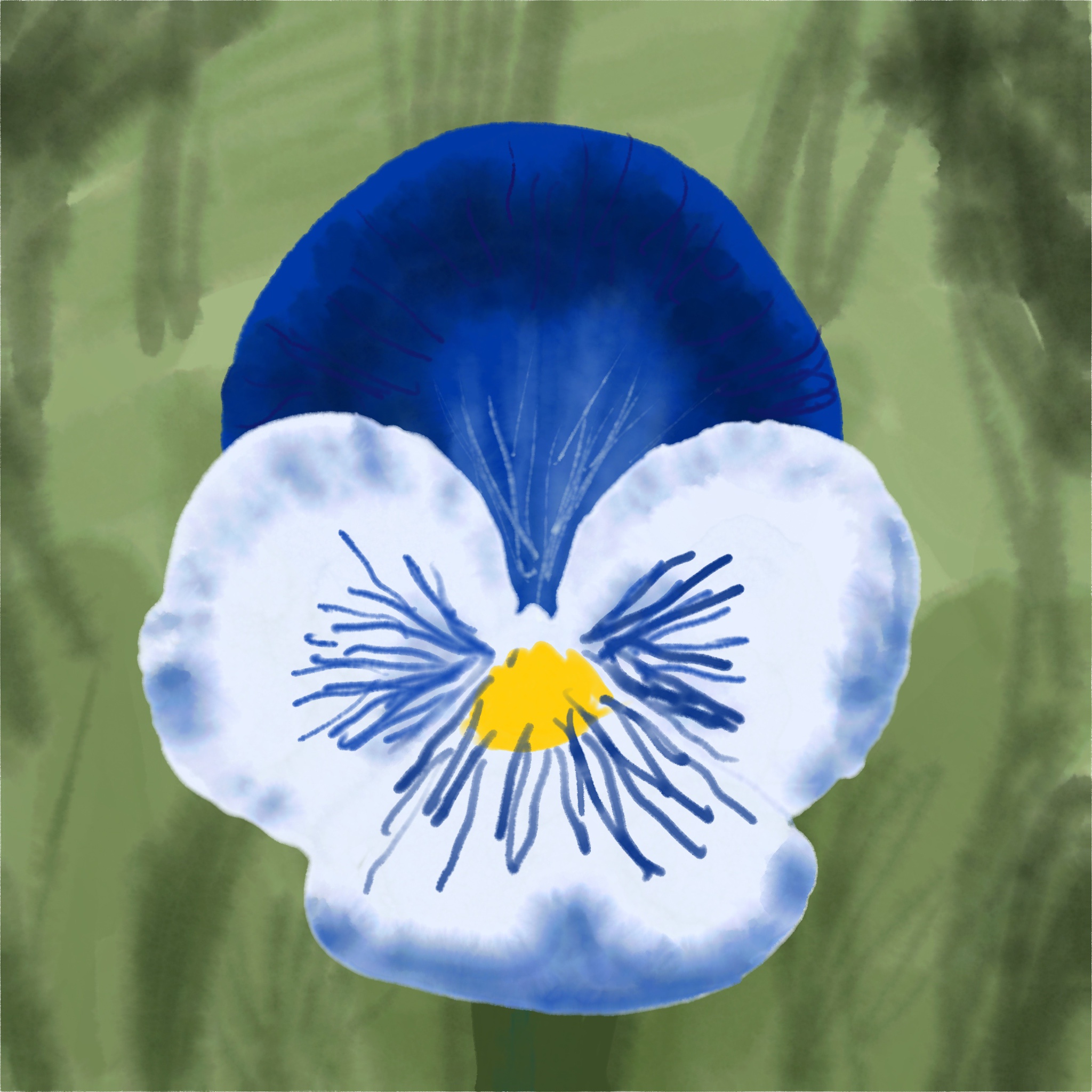 A beautiful pansy flower in bloom