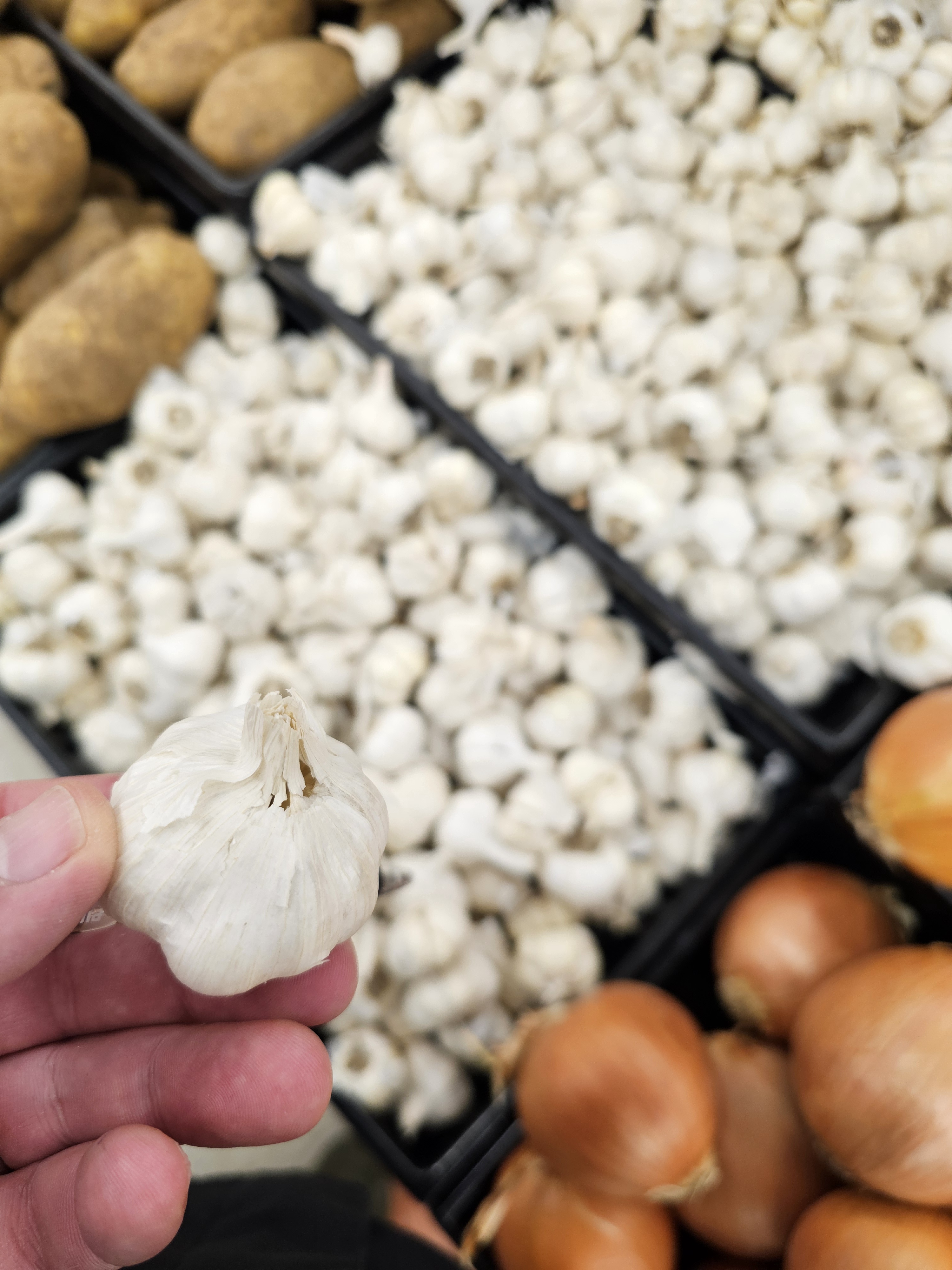 What’s Up with This Tiny Garlic?