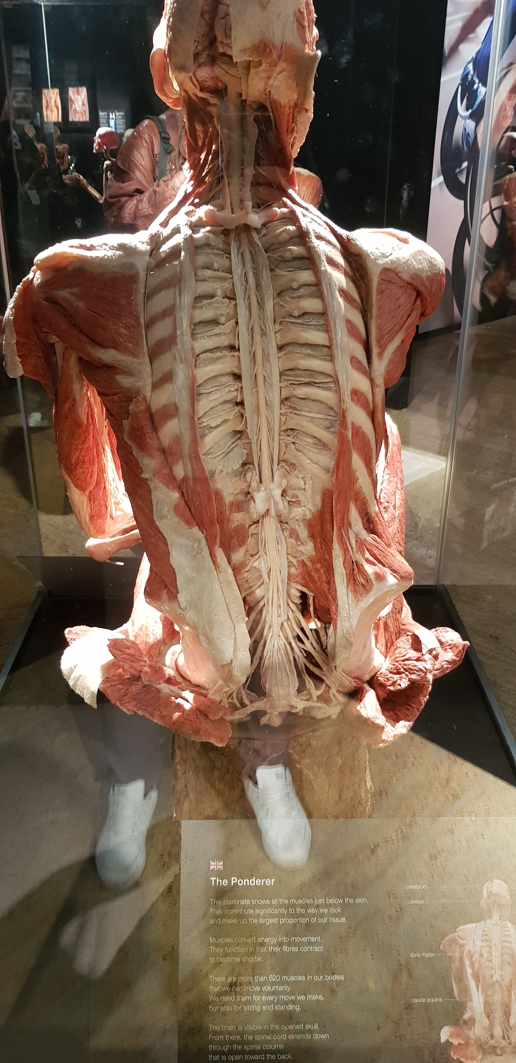 Exploring the Body World exhibition: a journey through human anatomy