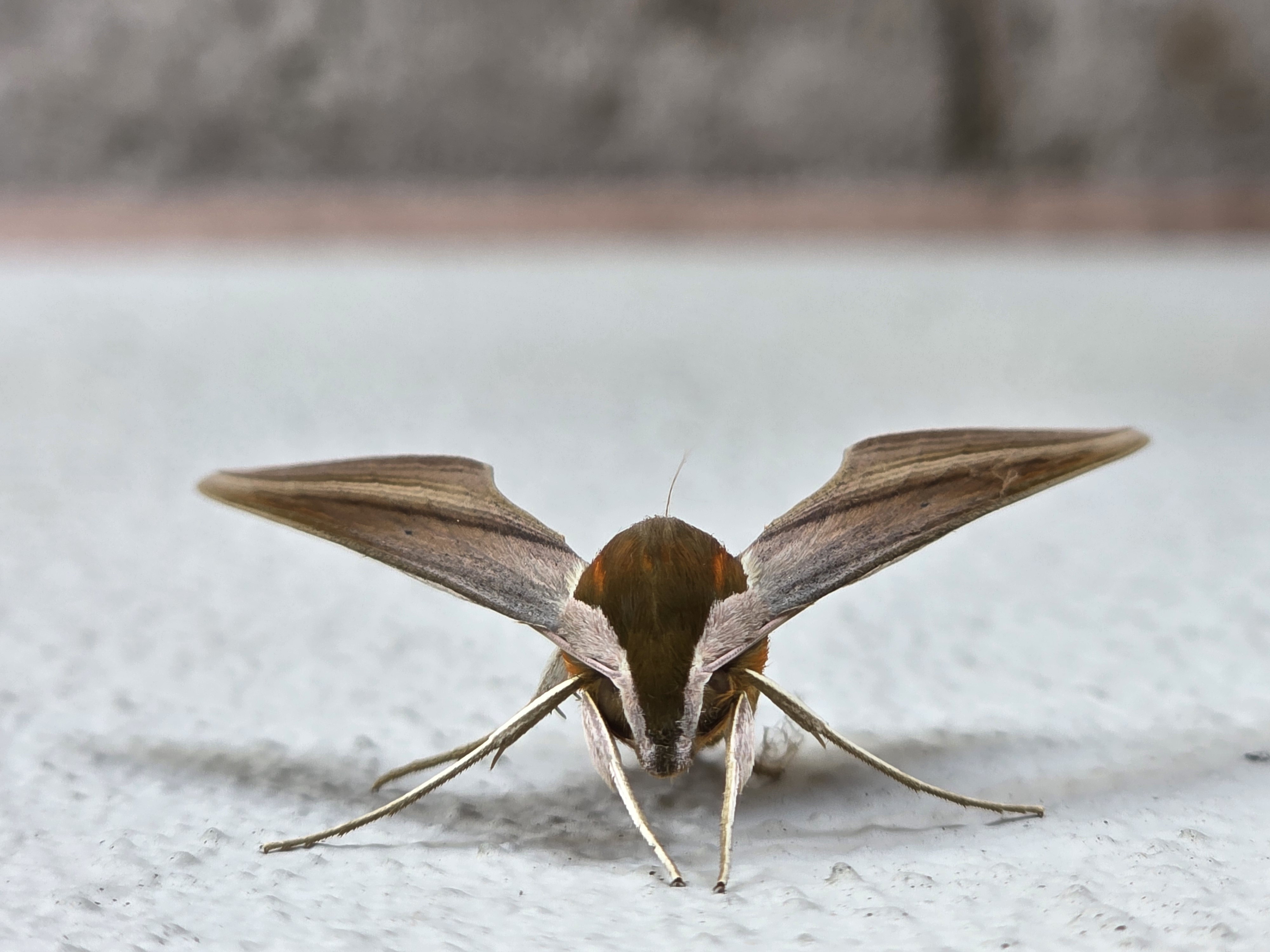 Meet the Tersa Sphinx Moth: Nature's Unique Beauty