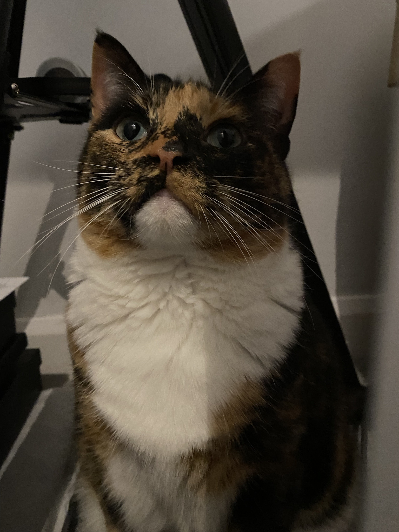 Crumble's Daily Snapshot: A Glimpse into His World