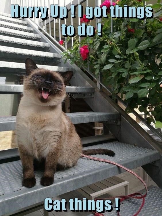 When Your Cat Walker is Too Tired to Tackle the Stairs!