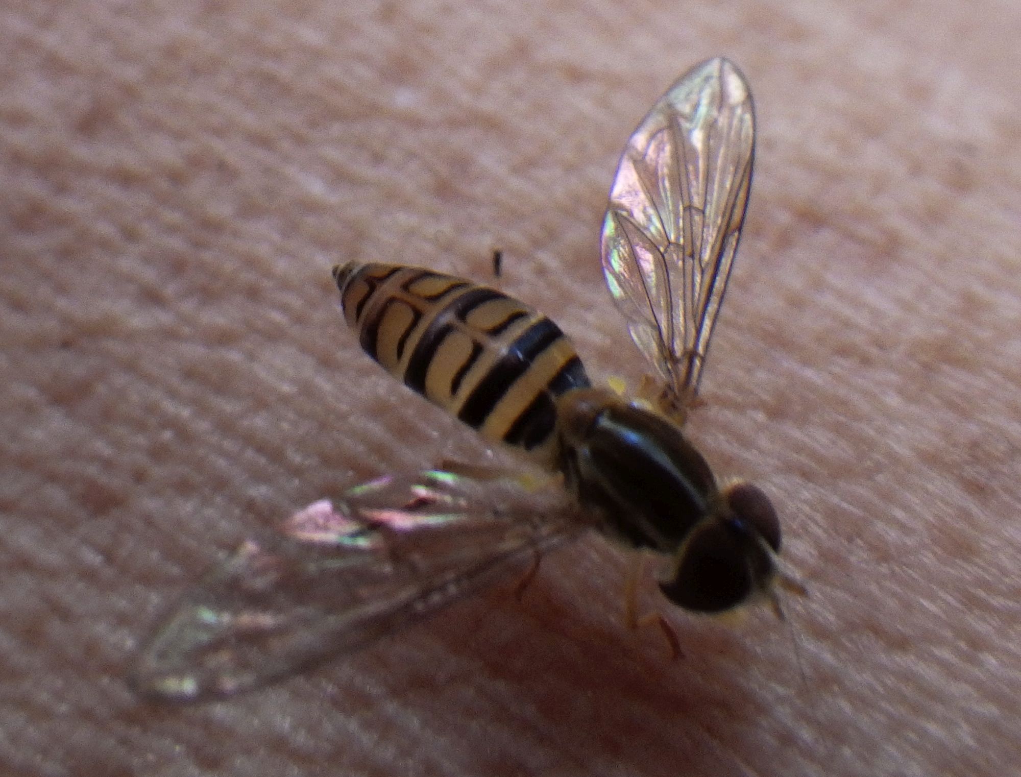 The Fascinating World of Hoverflies