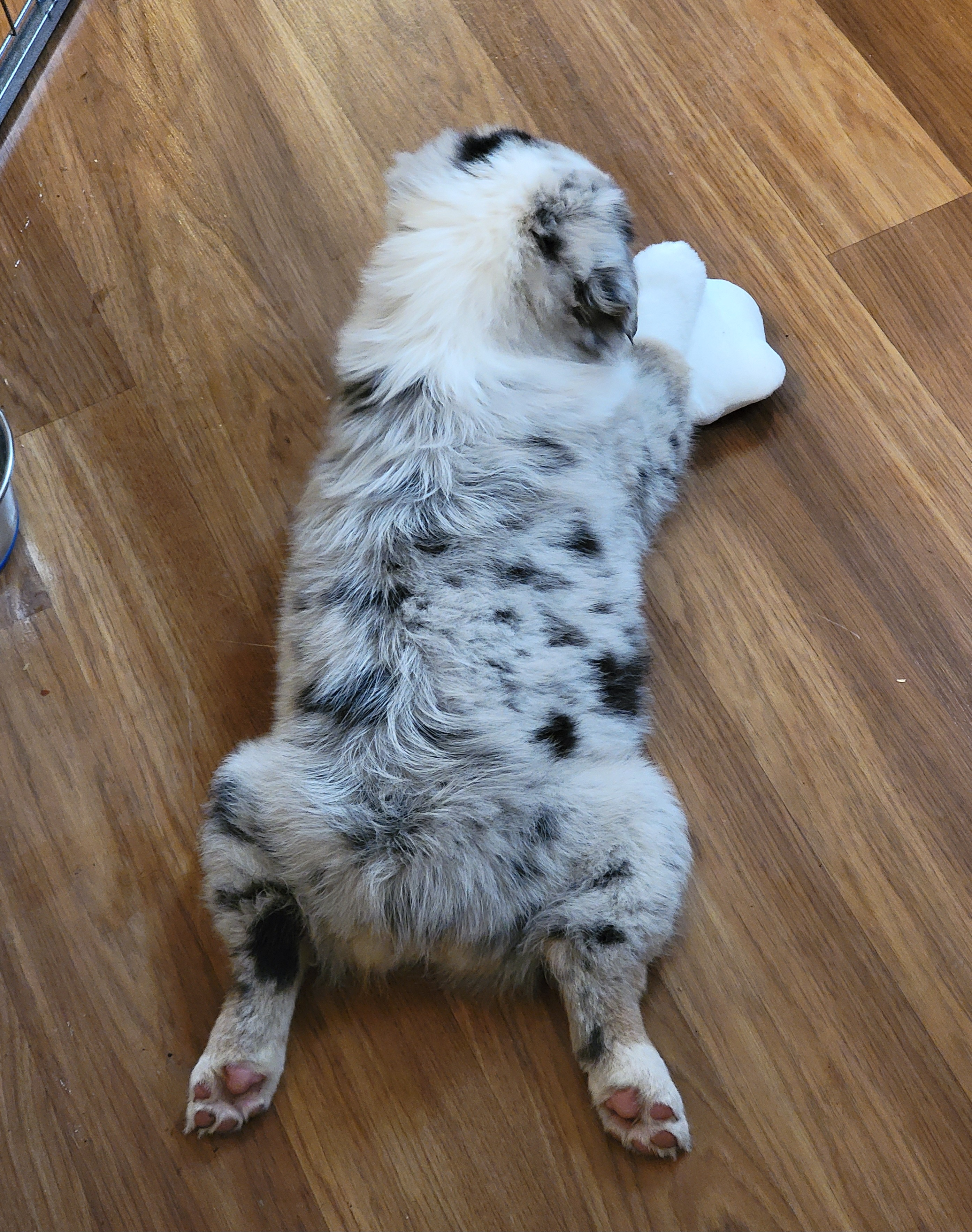 Adorable Secret Santa pet photos that will melt your heart