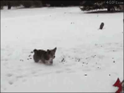 Do a Barrel Roll for My Sixteenth!