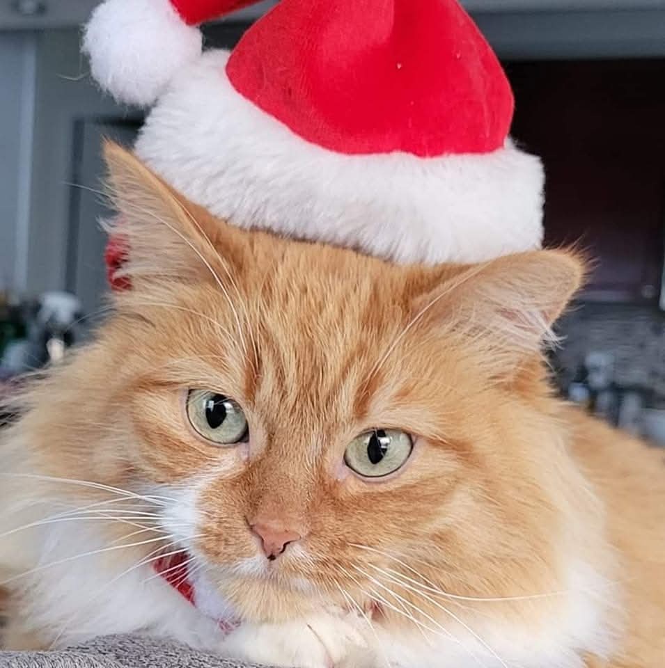 Wishing you all a Merry Christmas Eve!