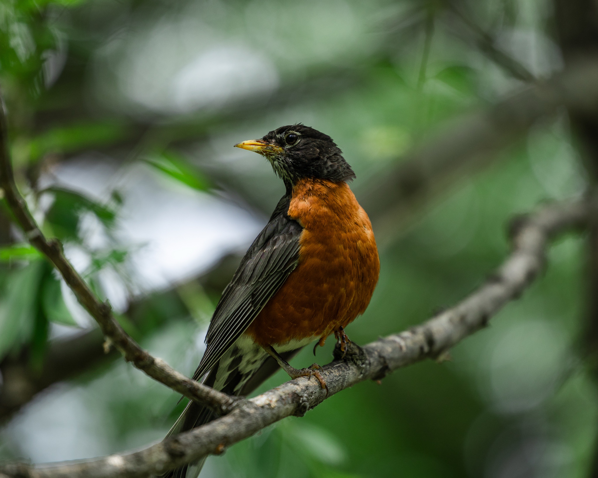 Here's a Cute Bird Just for You!