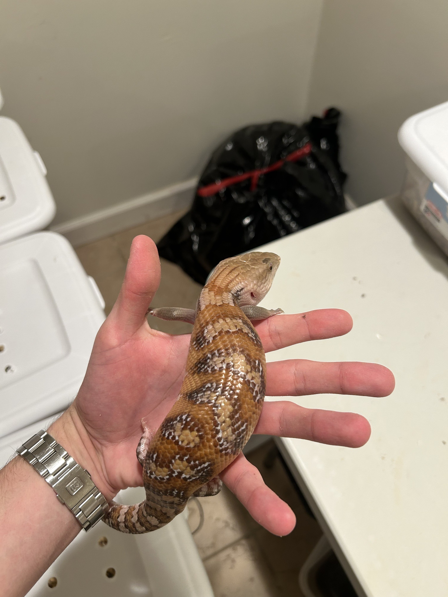 Skinks: The Unseen Heroes