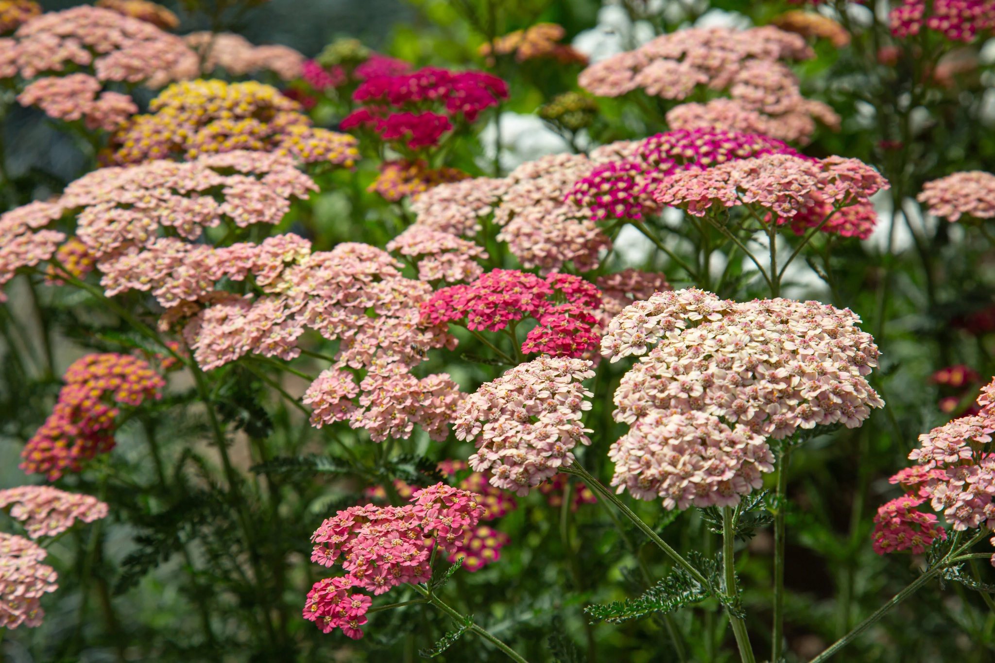 The Enigmatic Yarrow