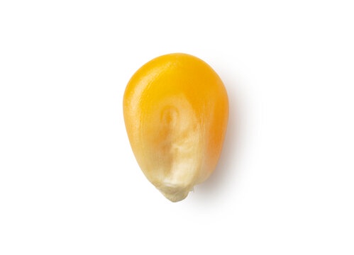 A Corn: The Unsung Hero of the Harvest