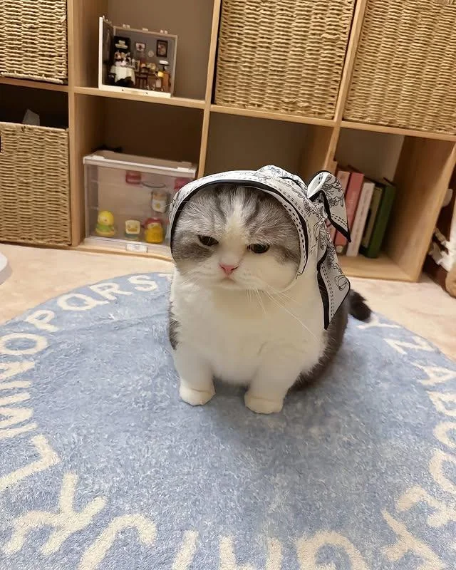 The adorable Babmewshka phenomenon