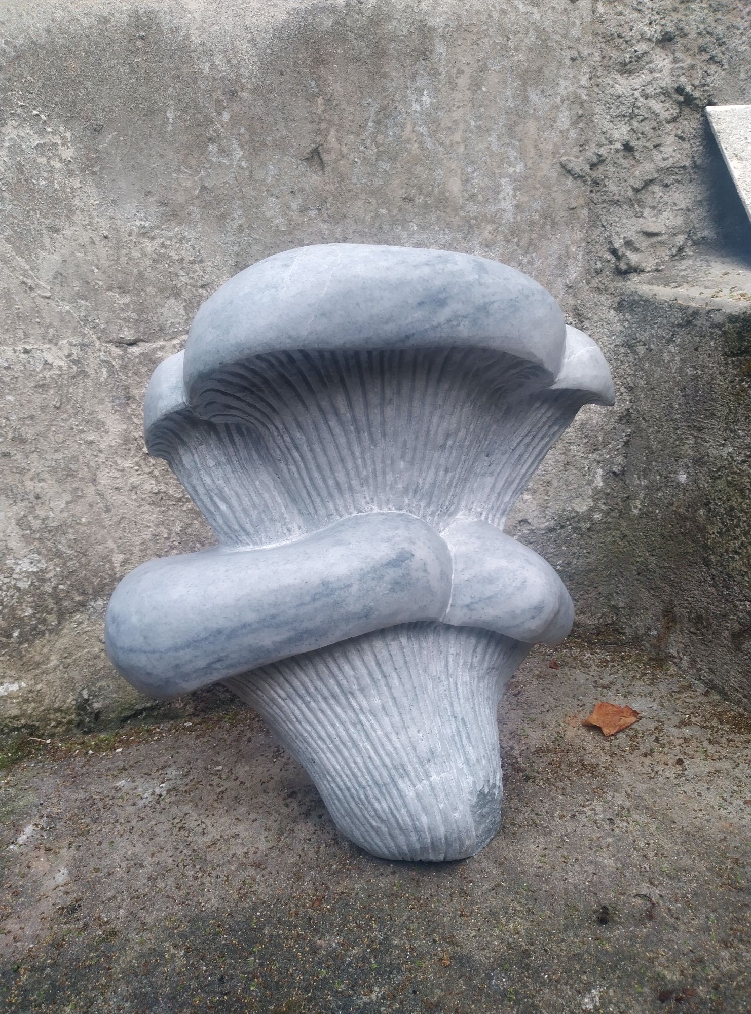 The Enigmatic Marble Mushroom