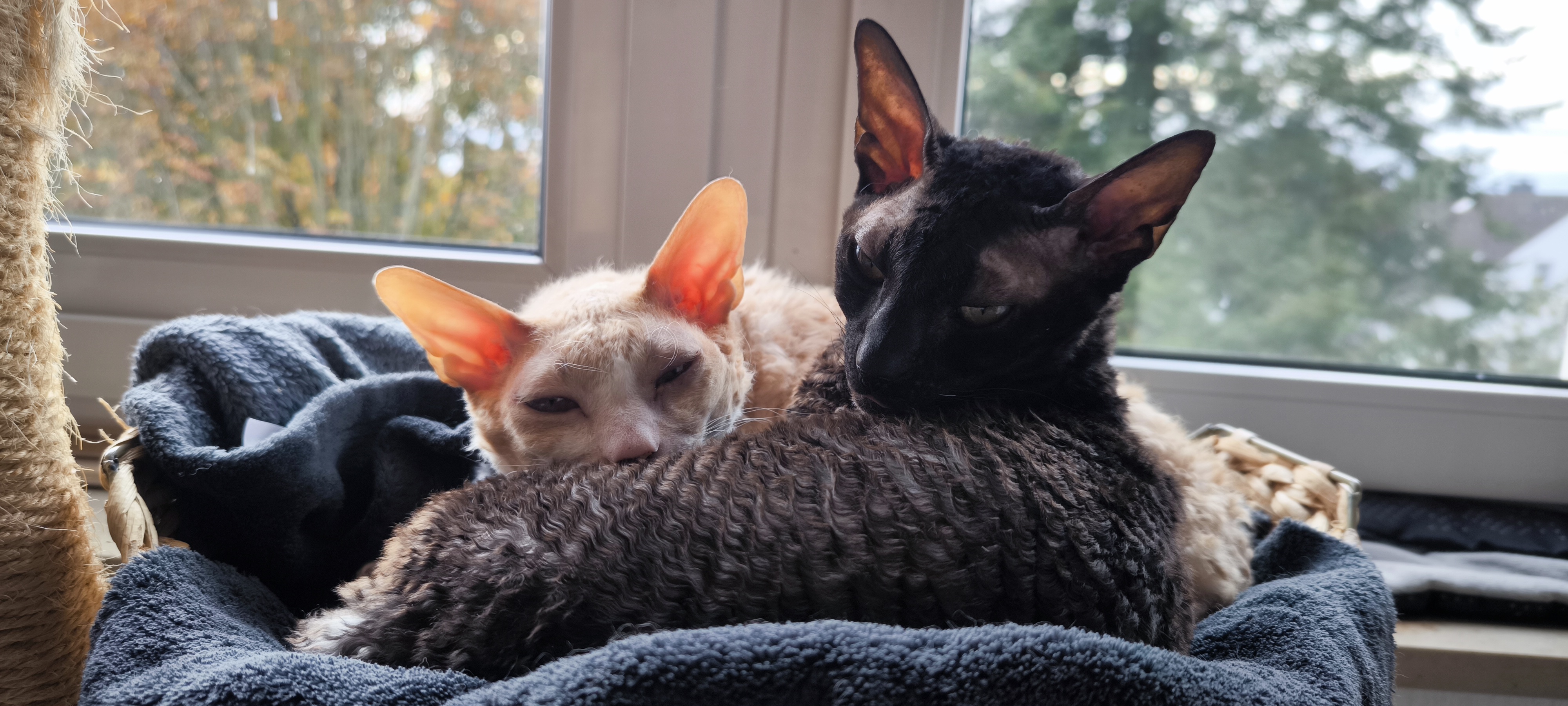 Mama Ninja Pumpkin and Daughter Bat: Cozy Cat Bed Buddies