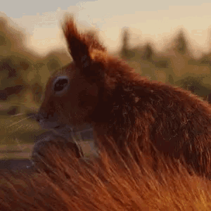 The Power of Acorns