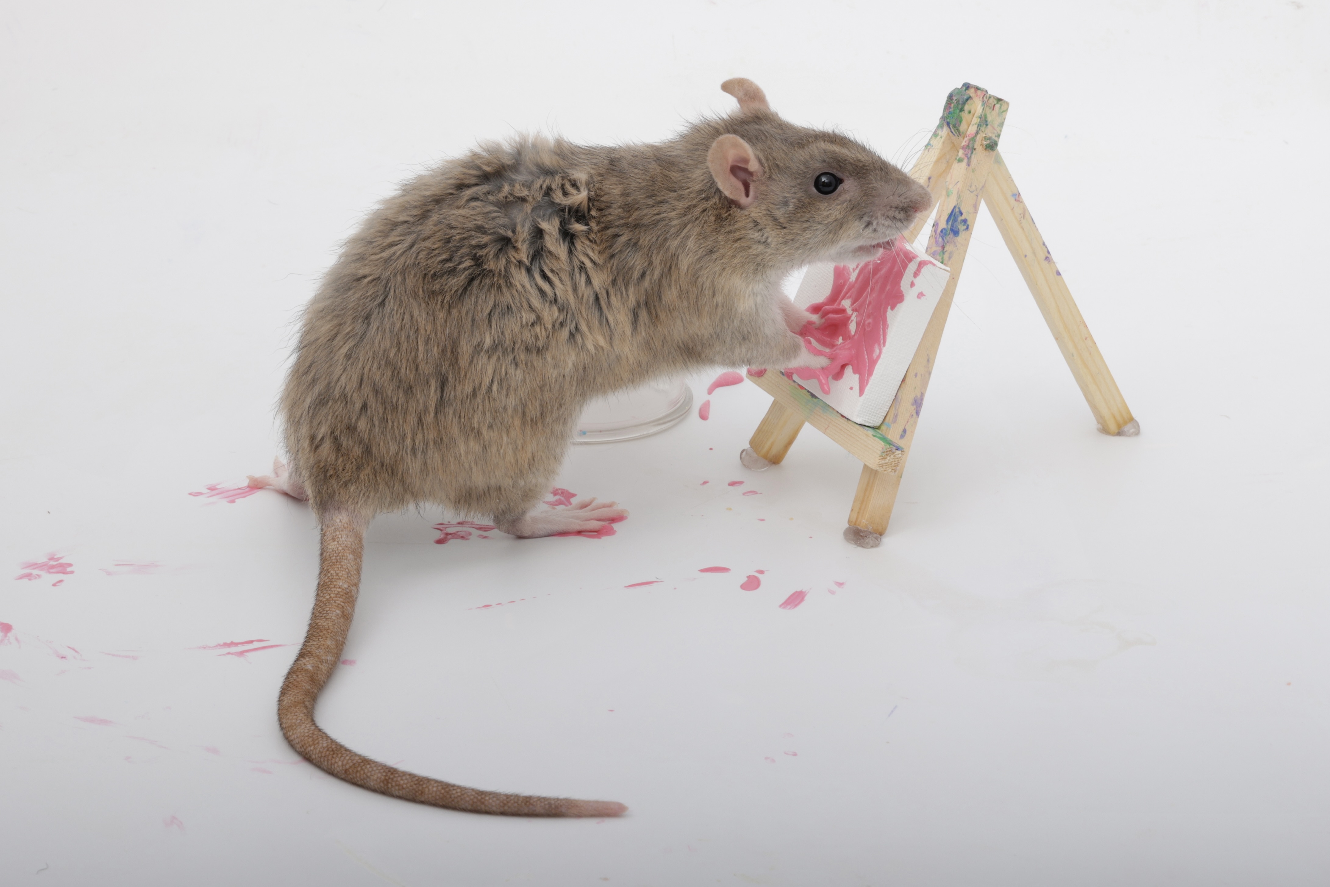 Last chance to order custom ratty paw paintings!