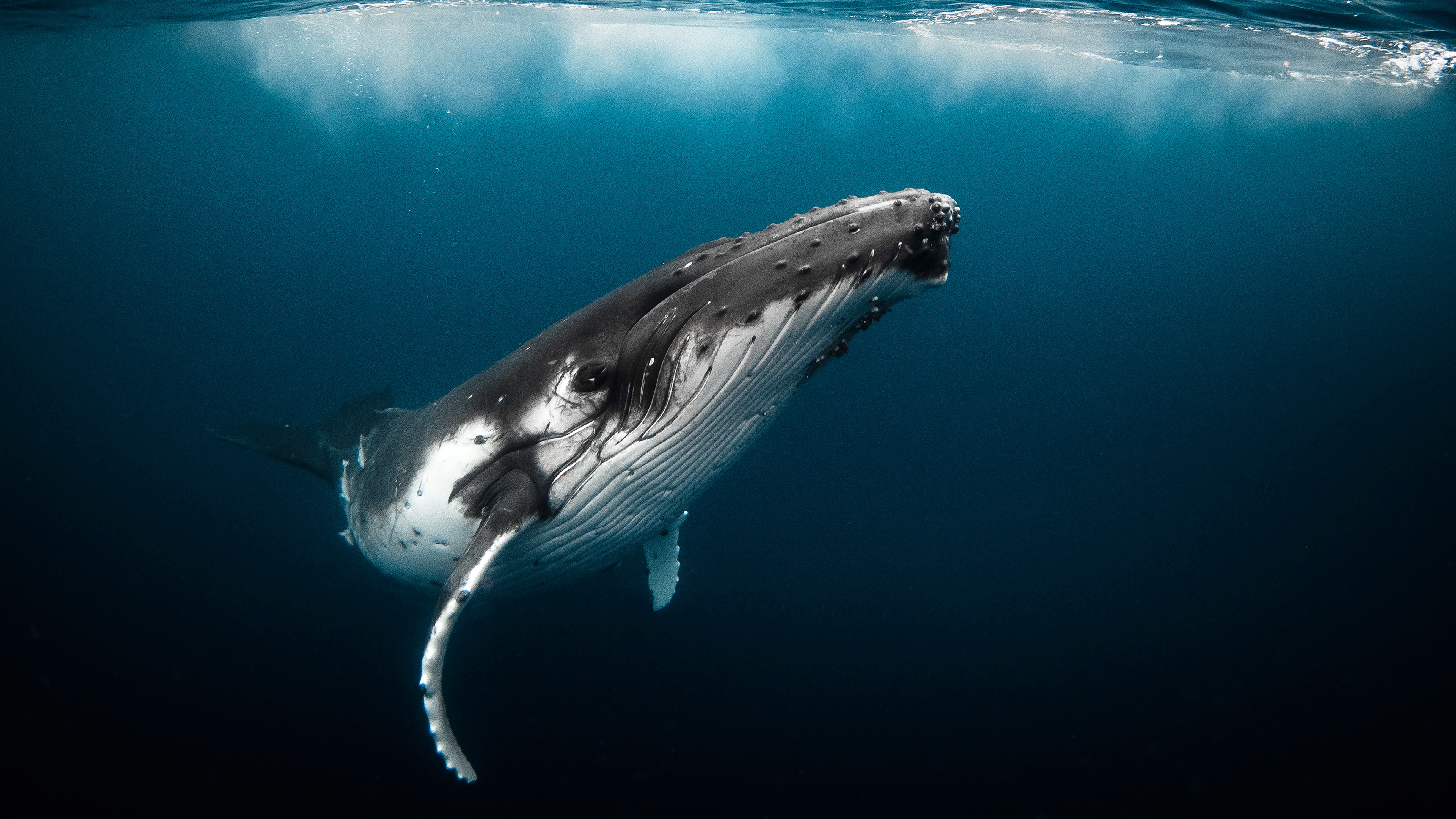 Hello There, Humpback Whale!