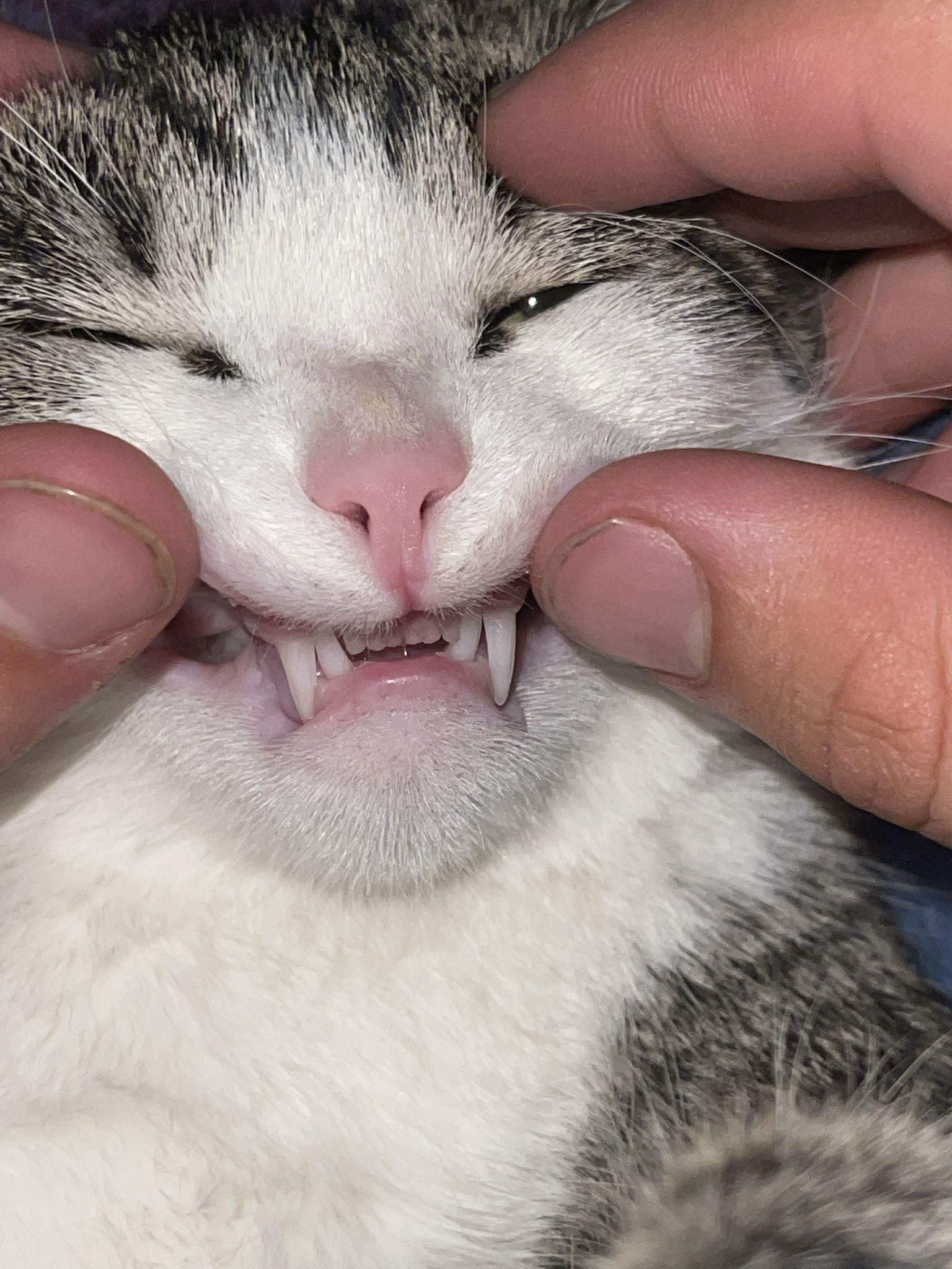 The Satisfying Crunch of CHOMP