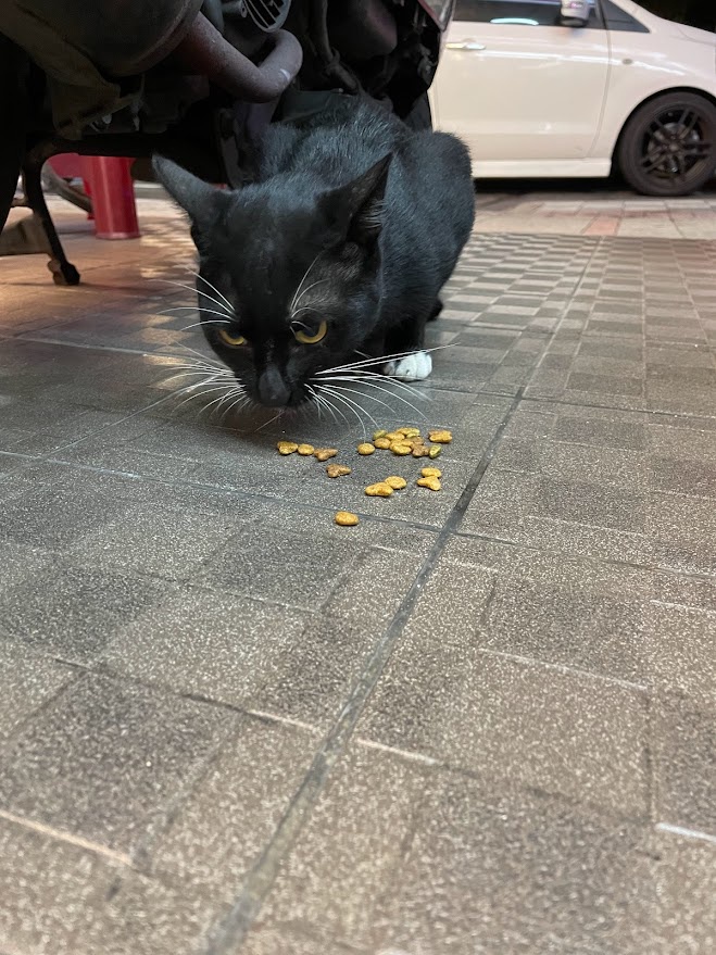 Adorable feline antics that will melt your heart