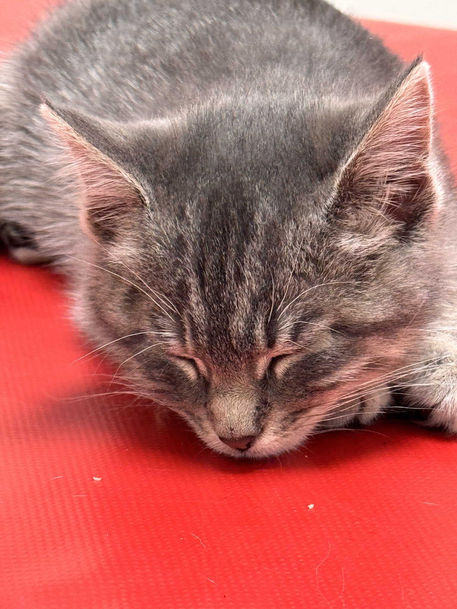 Meet Josie: Our Adorable 5-Week-Old Rescue's First Vet Adventure