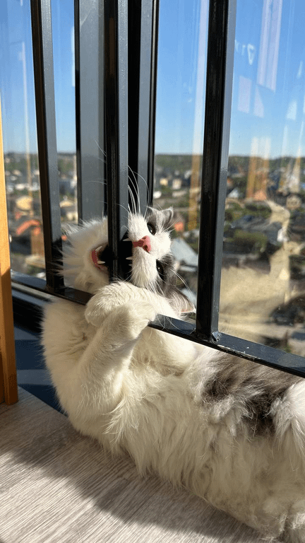 Caturday: Almost Time for LNI