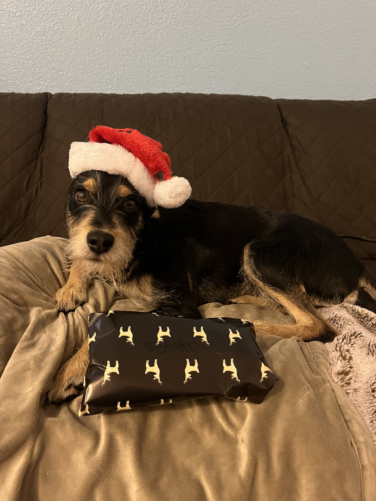 Christmas Cheer with a Side of Potato!