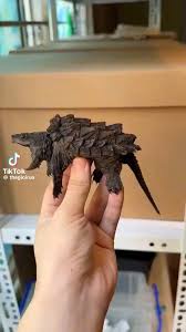 Furious Pinecone Unleashed