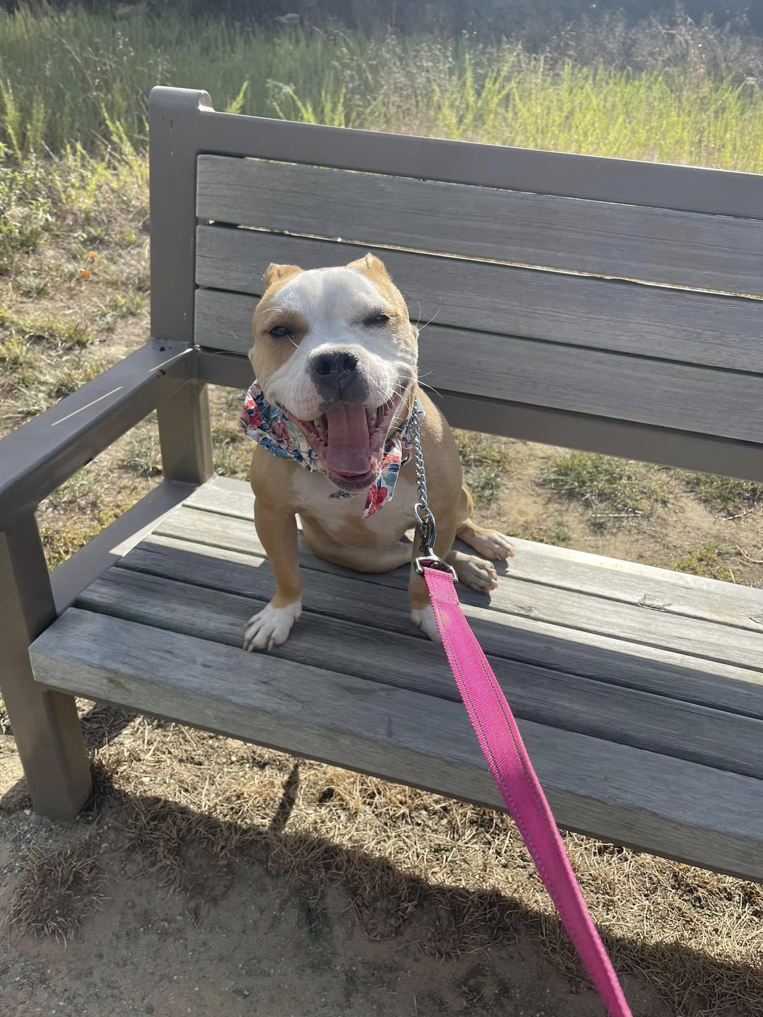 Stormi Enjoying the Sunshine: A Perfect Walk Together!