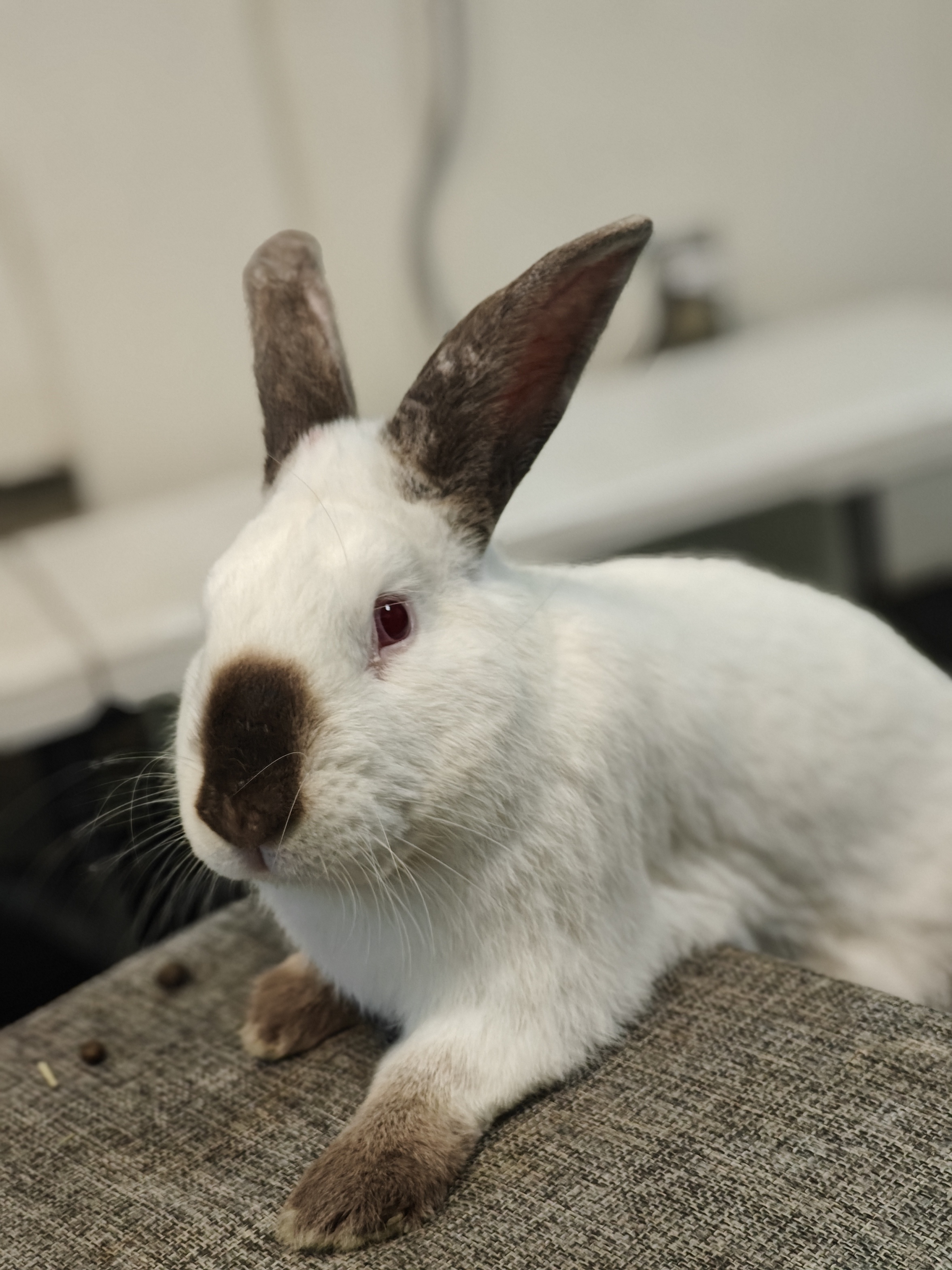 Meet the adorable bunnies I'm volunteering with at the shelter this week!