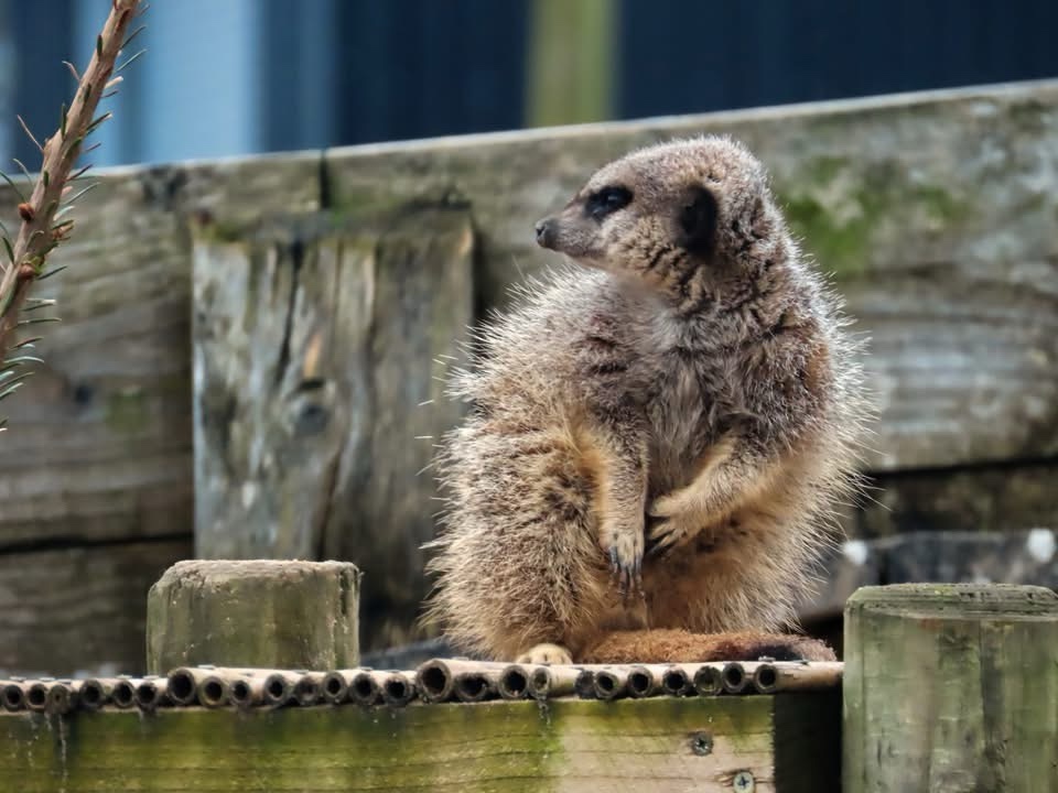 Curious Meerkat Moments